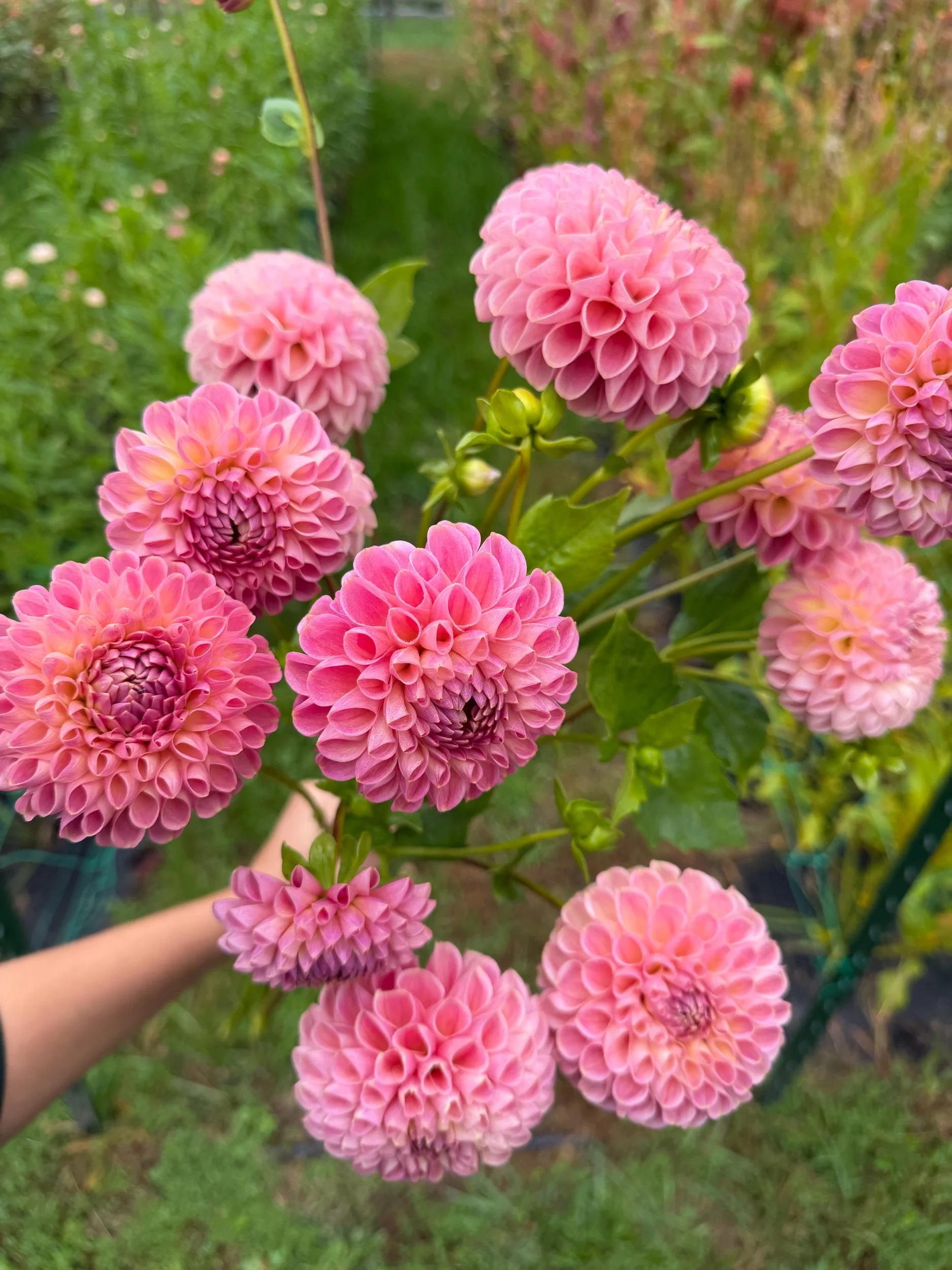 Clearview Peachy