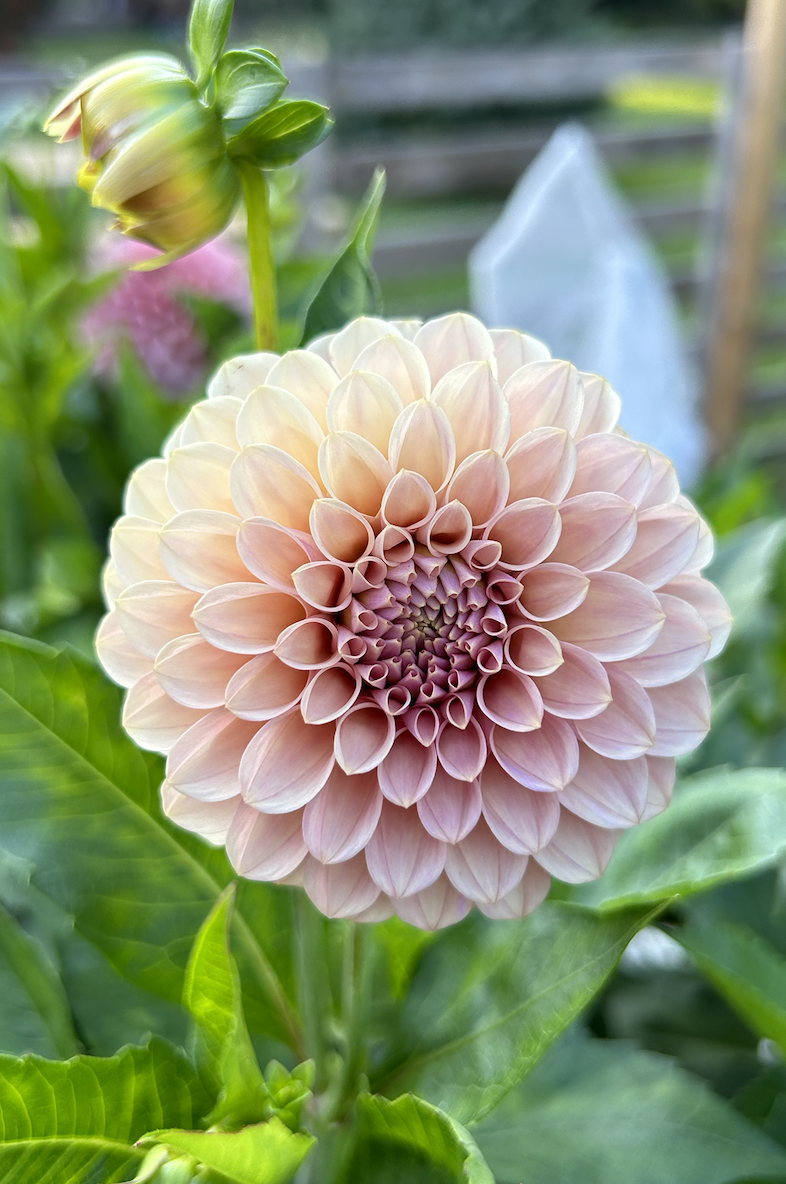 Rock Run Ashley *Building Stock*