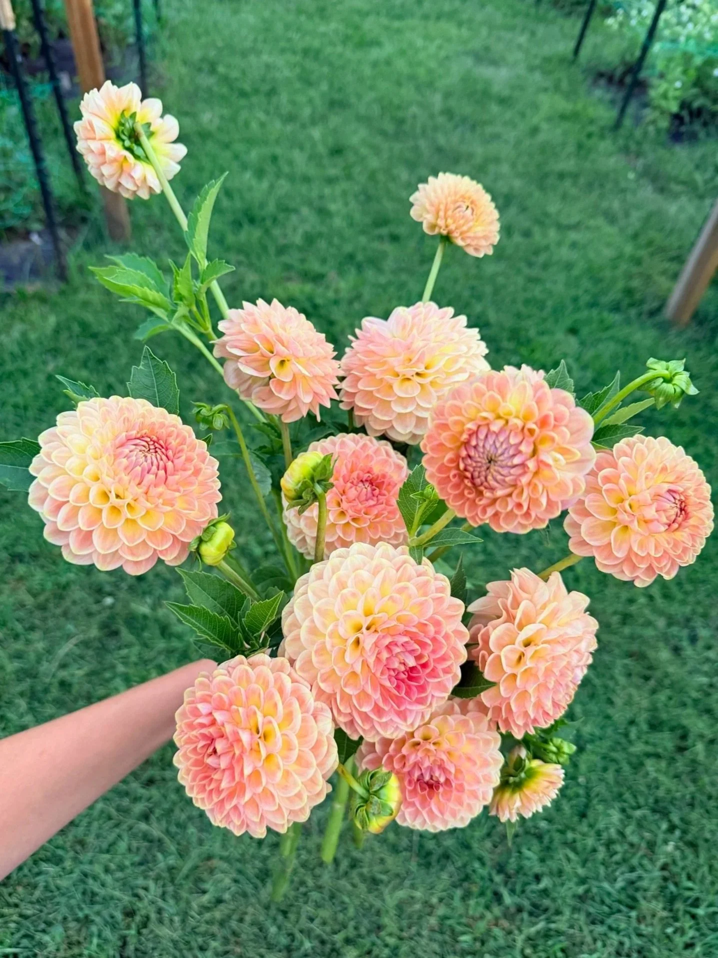 20th Ave Softer Peach