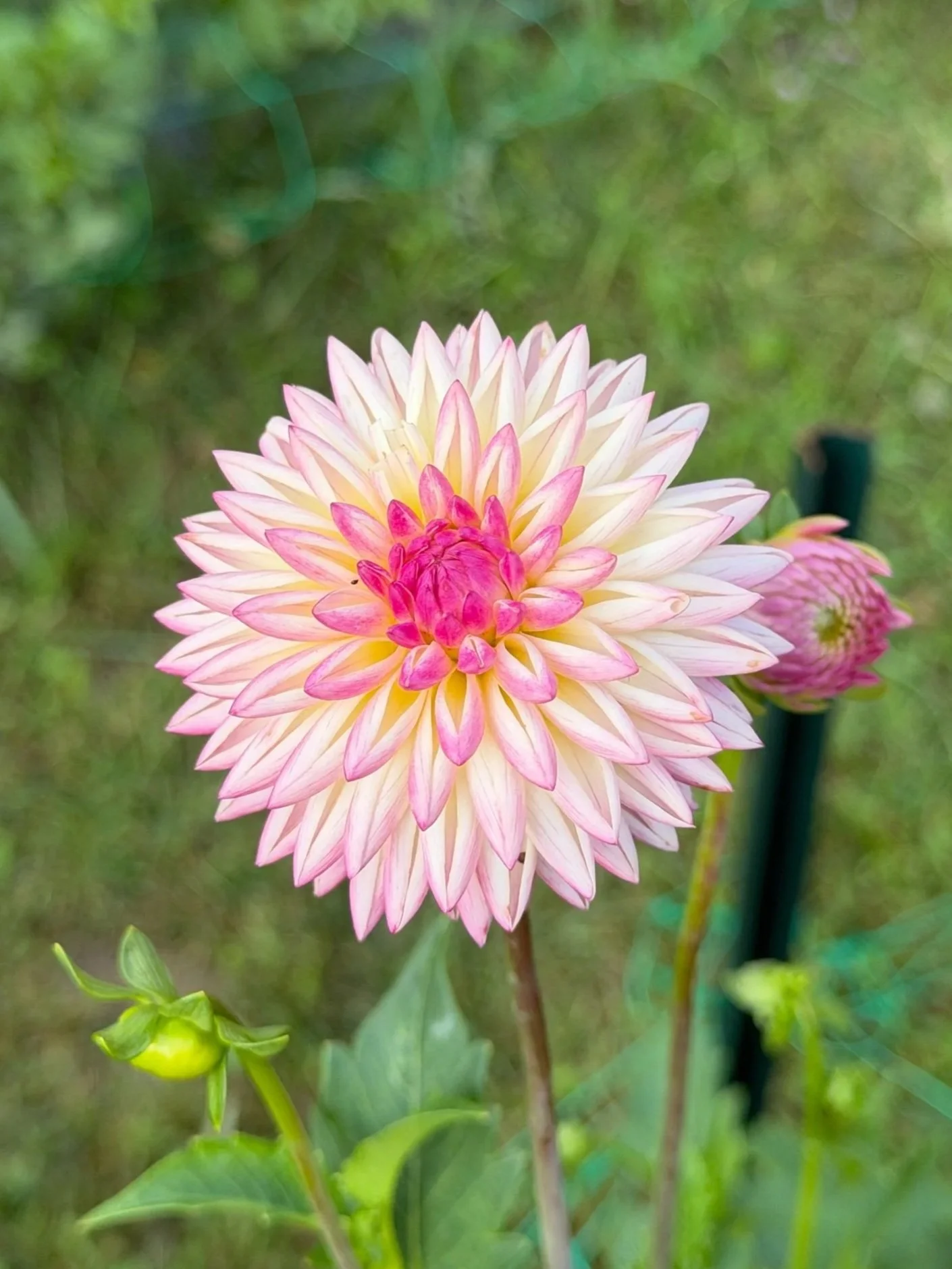 228B85AD-92CA-4DCA-8126-CC92893C7602.jpg