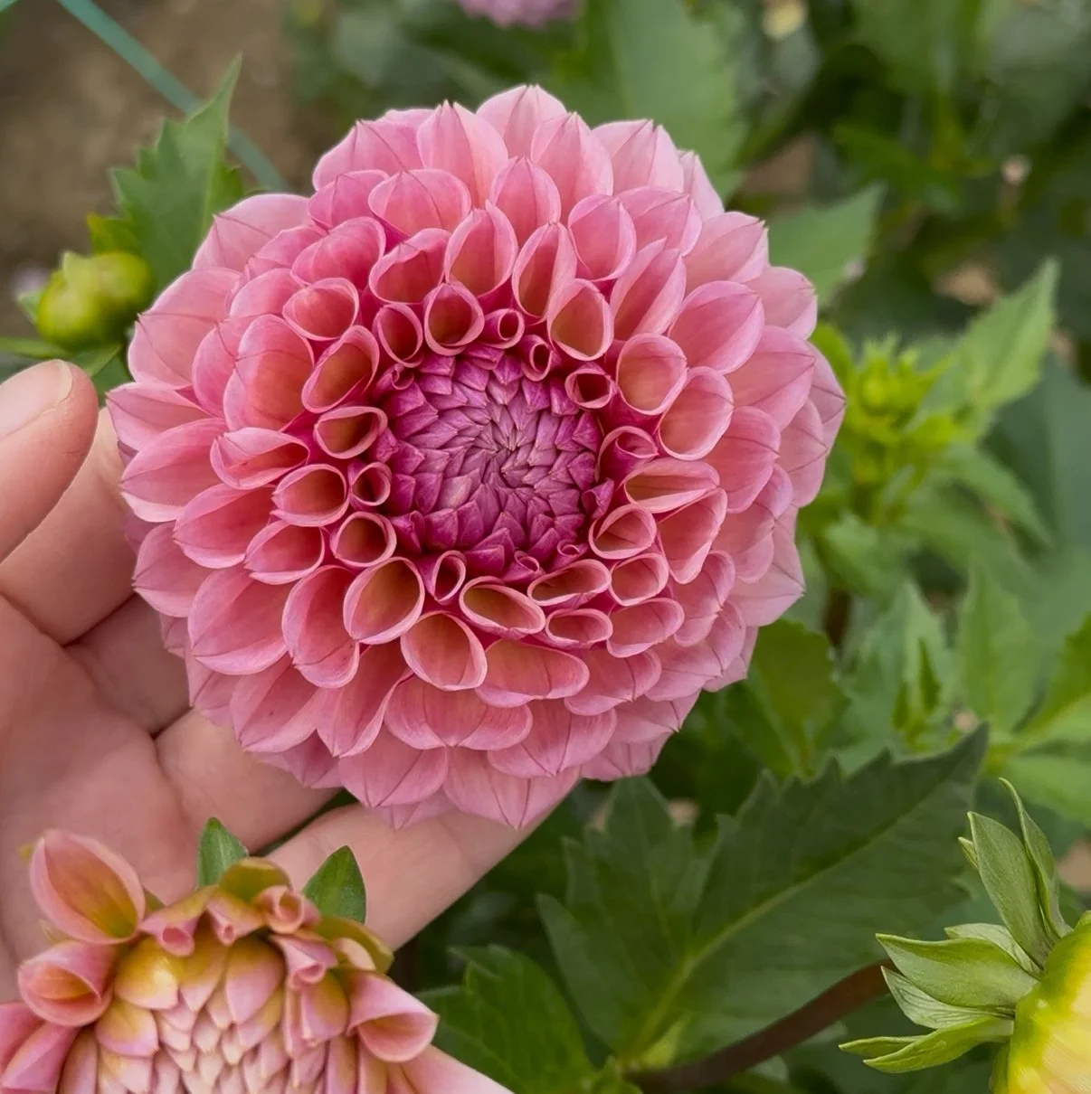 Bracken Rose *Building Stock*