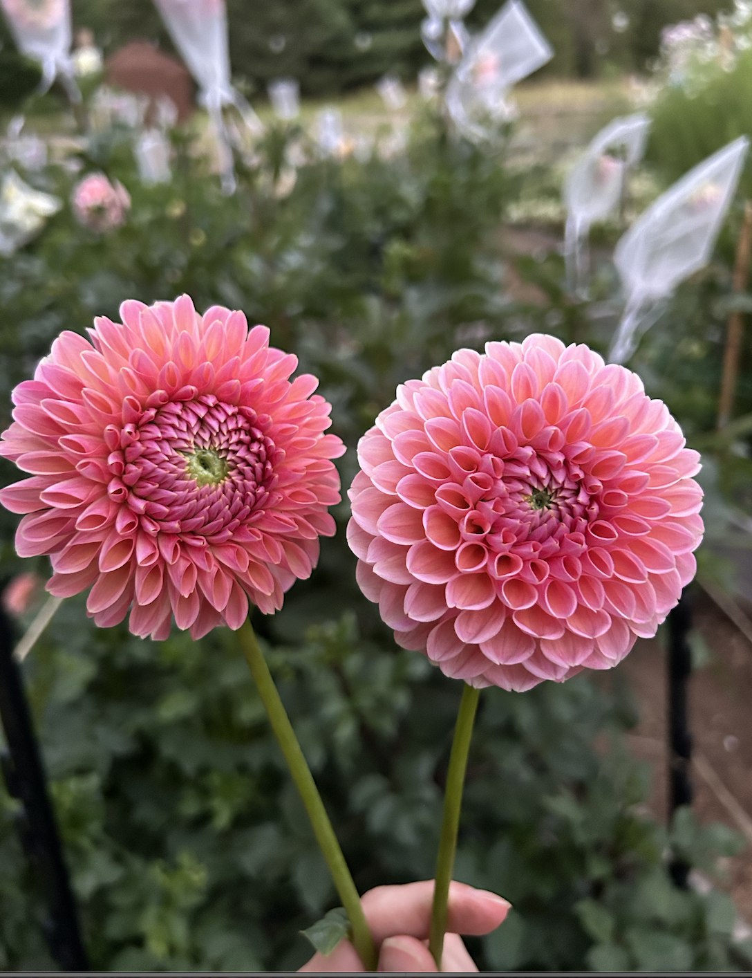 lindas baby dahlia .png