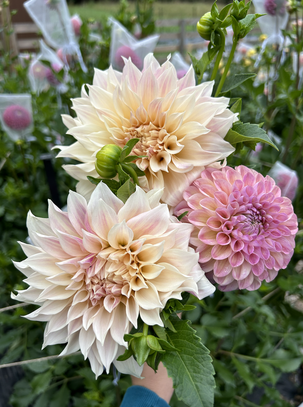 cafe au lait and babycakes .png