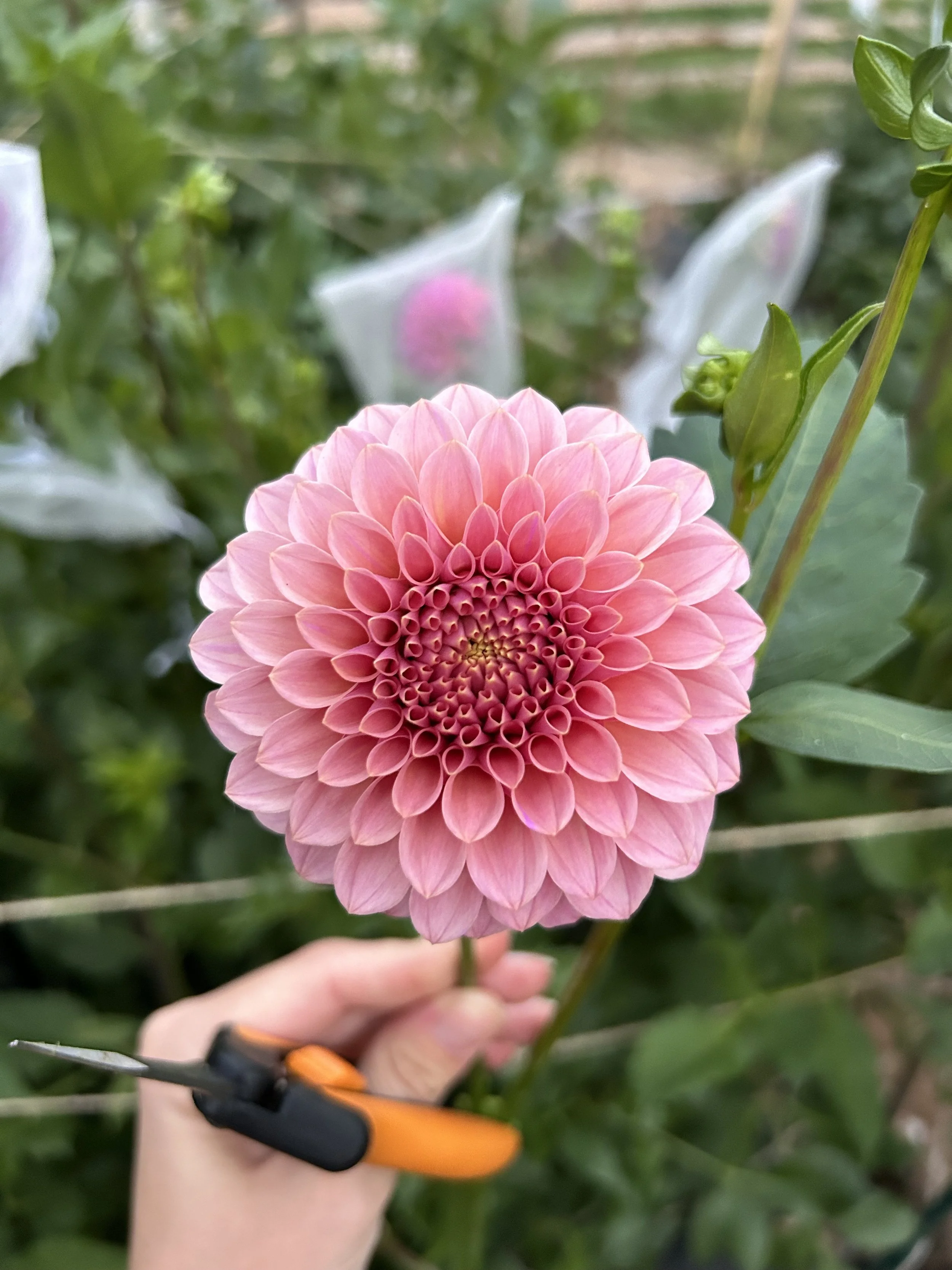 Rock Run Ashley *Building Stock*