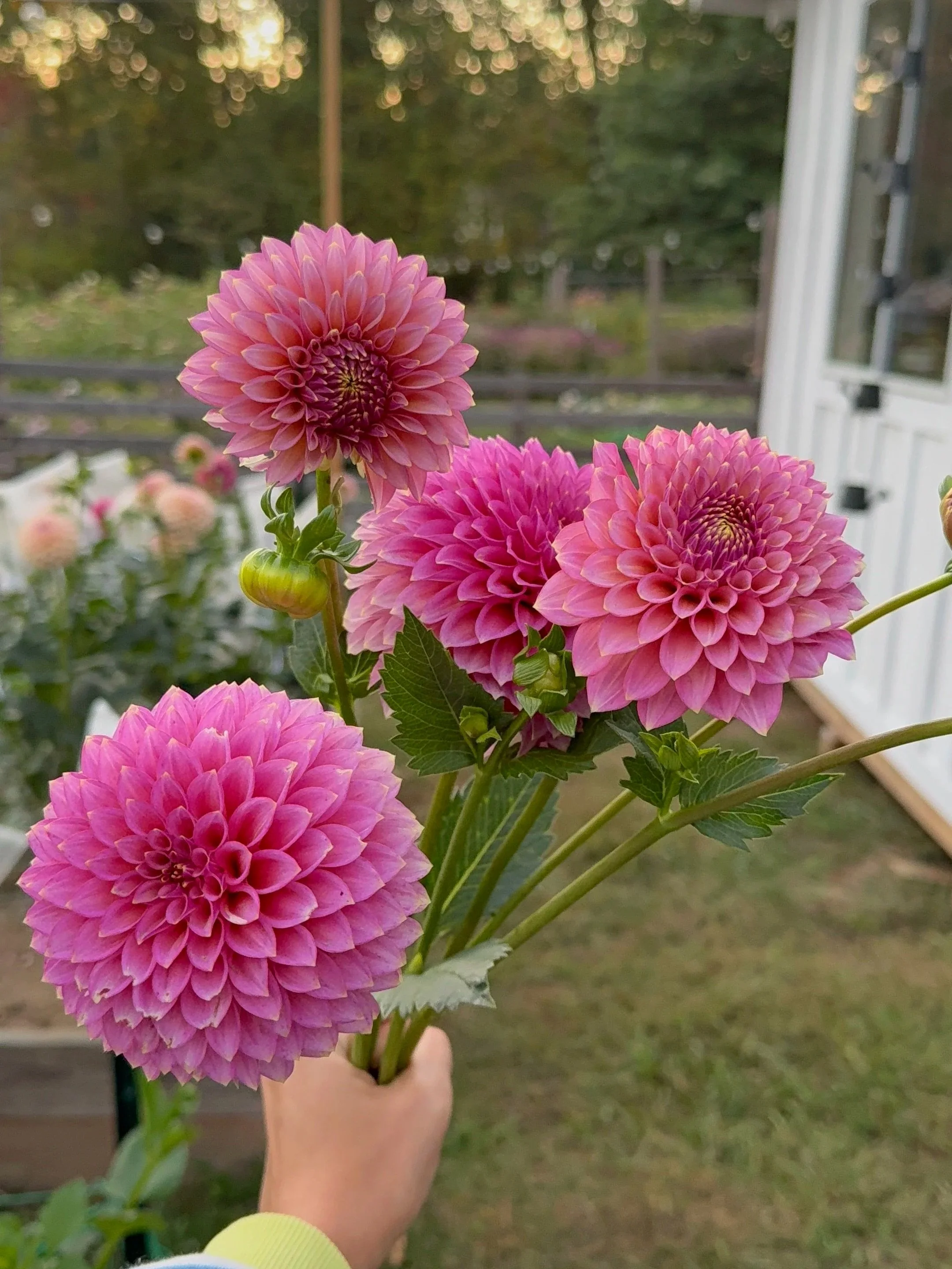 Skipley Spot of Gold - Limit 1