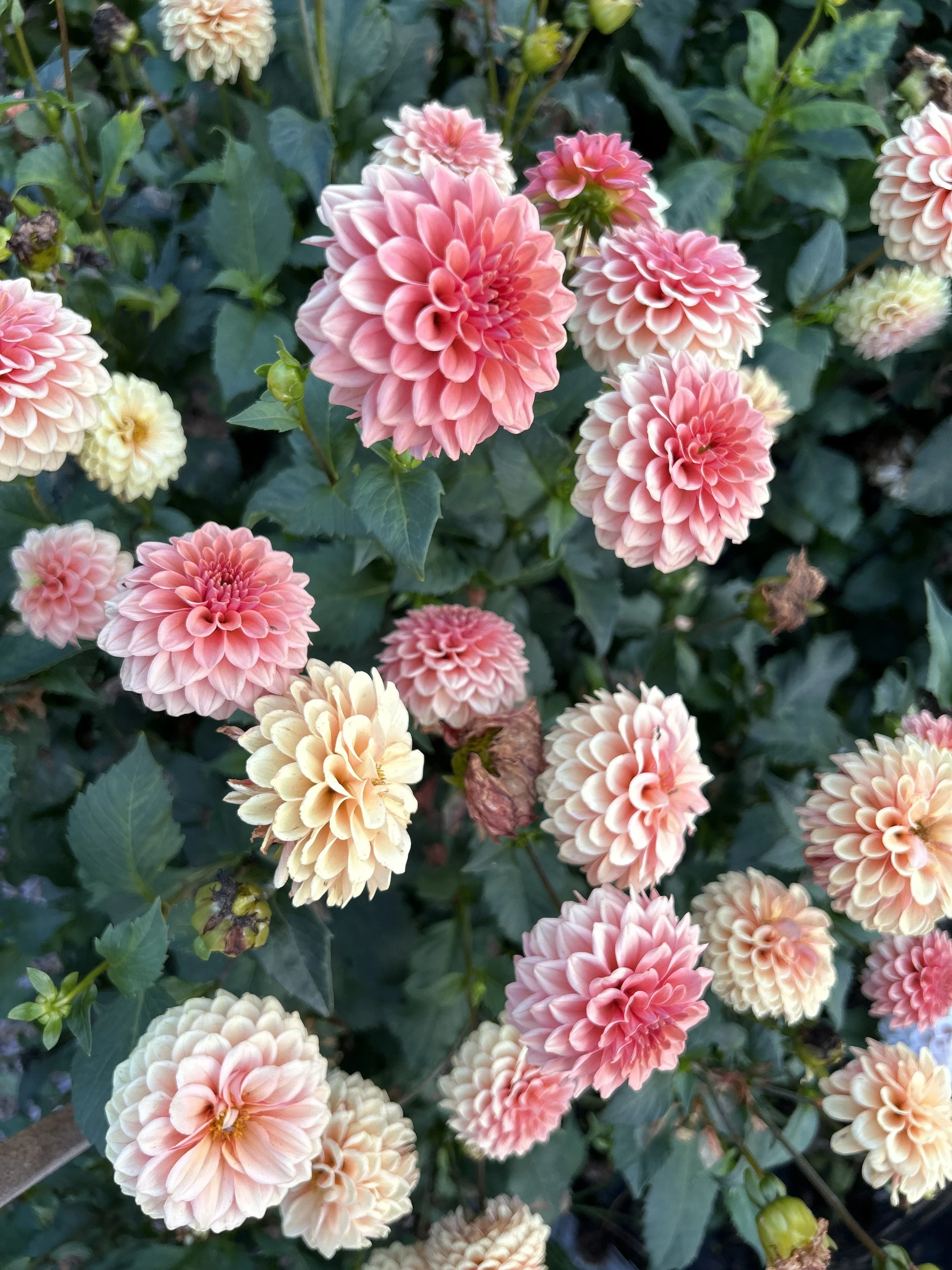 IMG_8064.jpeg