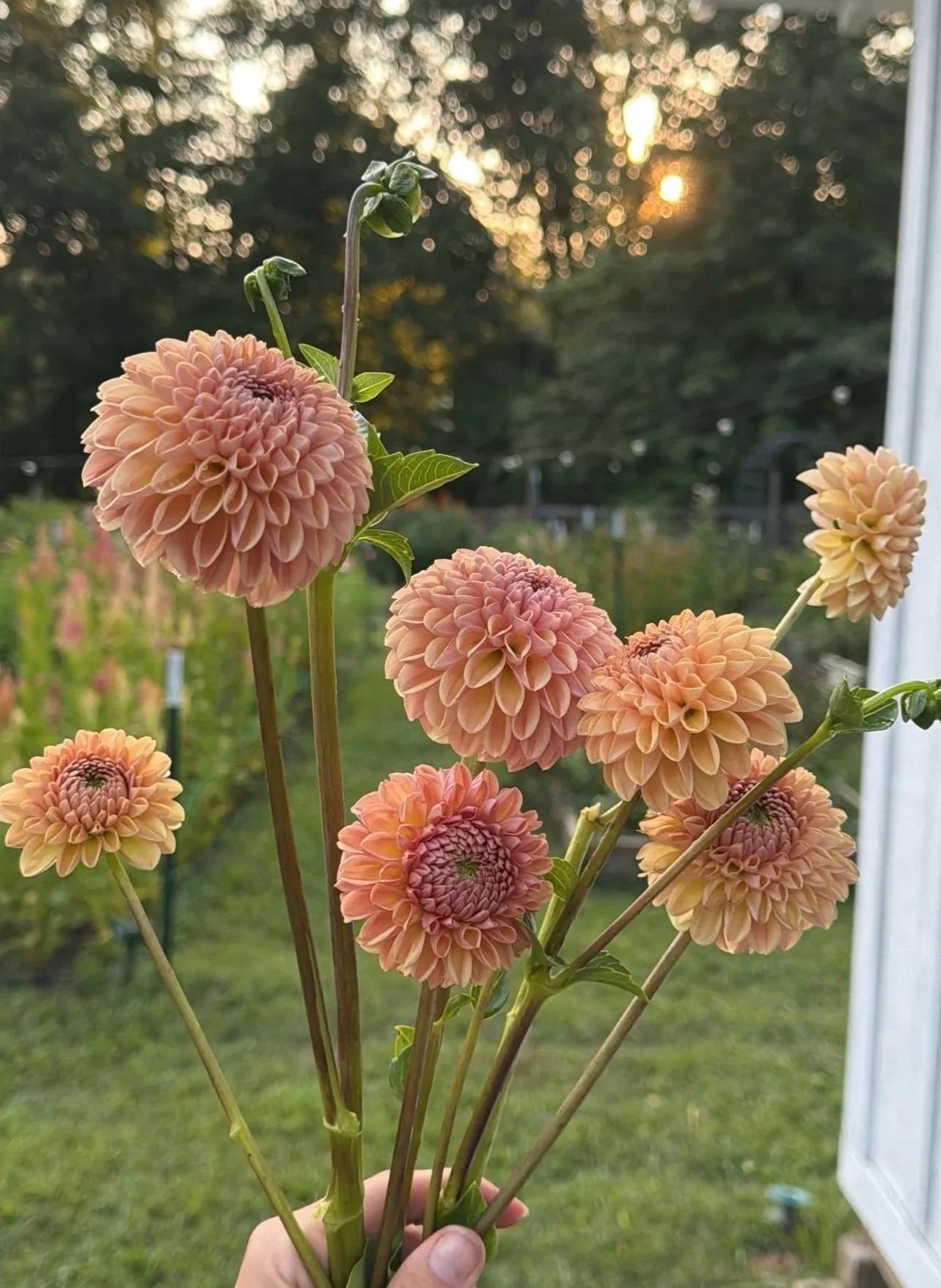 Valley Tawny