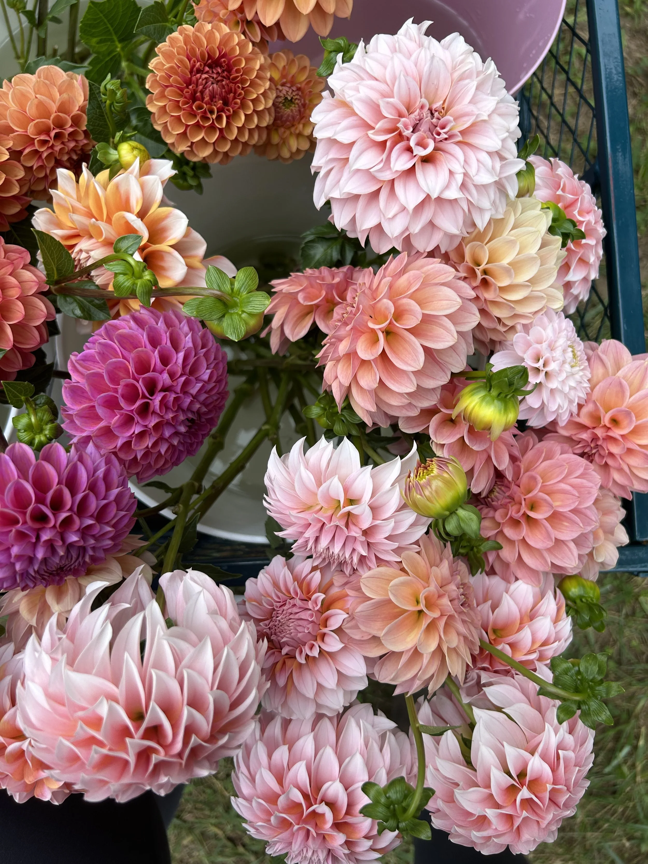 Peaches & Cream *Building Stock*