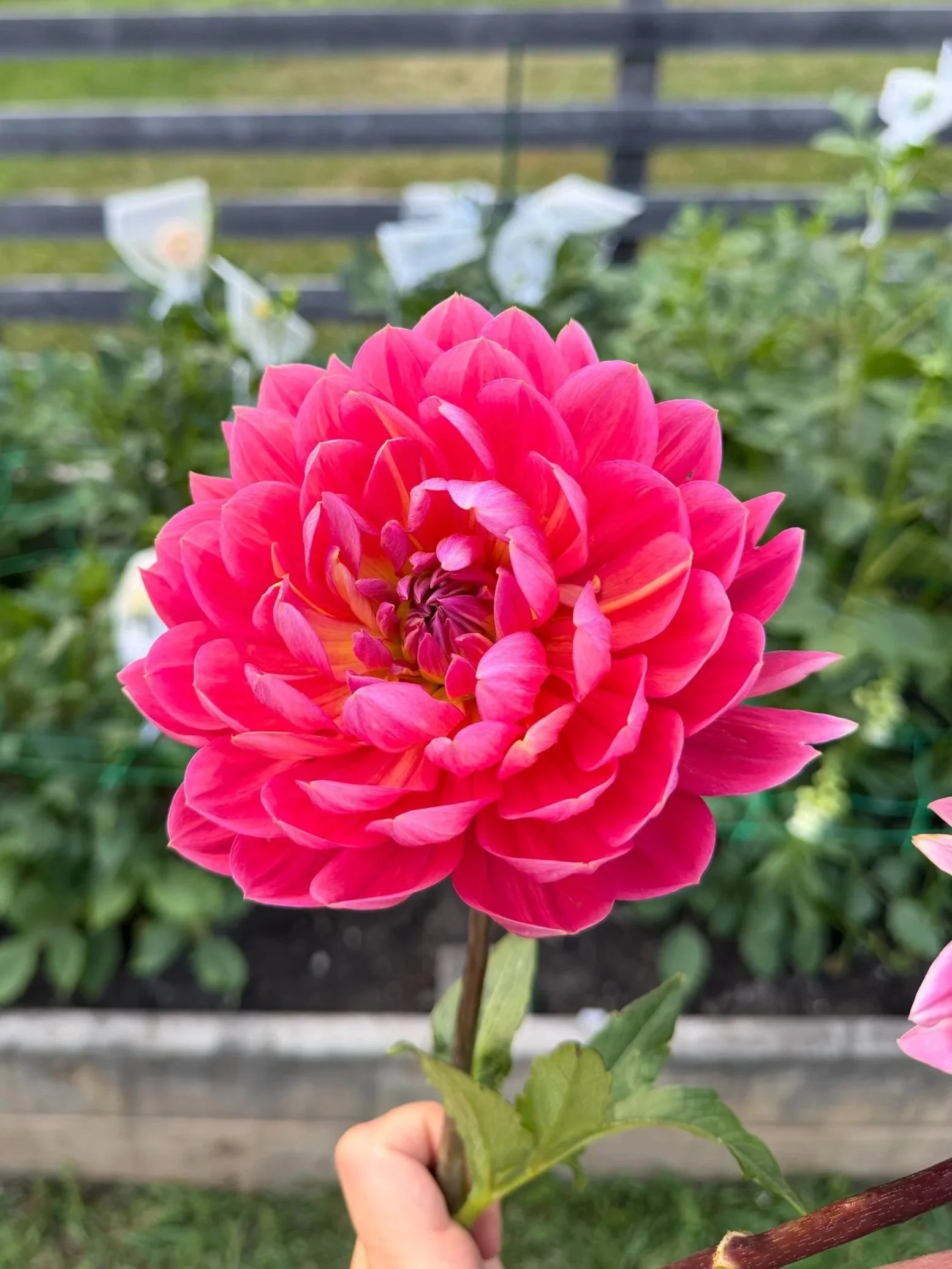 8B6C4D1A-2083-47B1-BFC3-3B26EB13F707.jpg