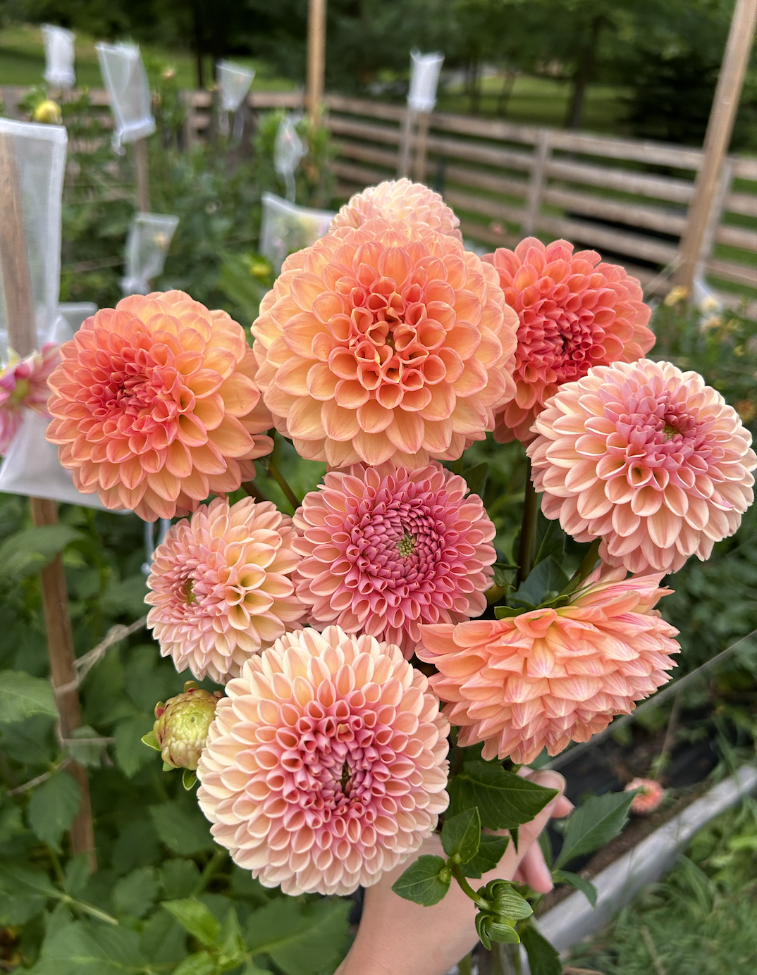 valley tawny and larks ebbe.png