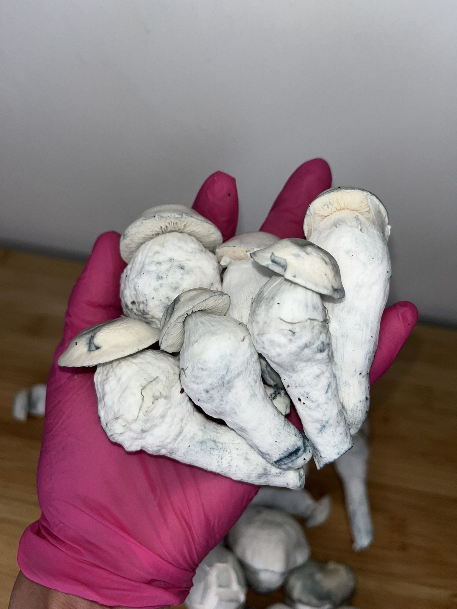 
Yeti is a leucistic Psilocybe cubensis variety known for its thick white stems, pale caps, and intense blue bruising. Believed to descend from Albino Penis Envy (APE) genetics, Yeti is prized by mycology enthusiasts for its striking appearance, vigo