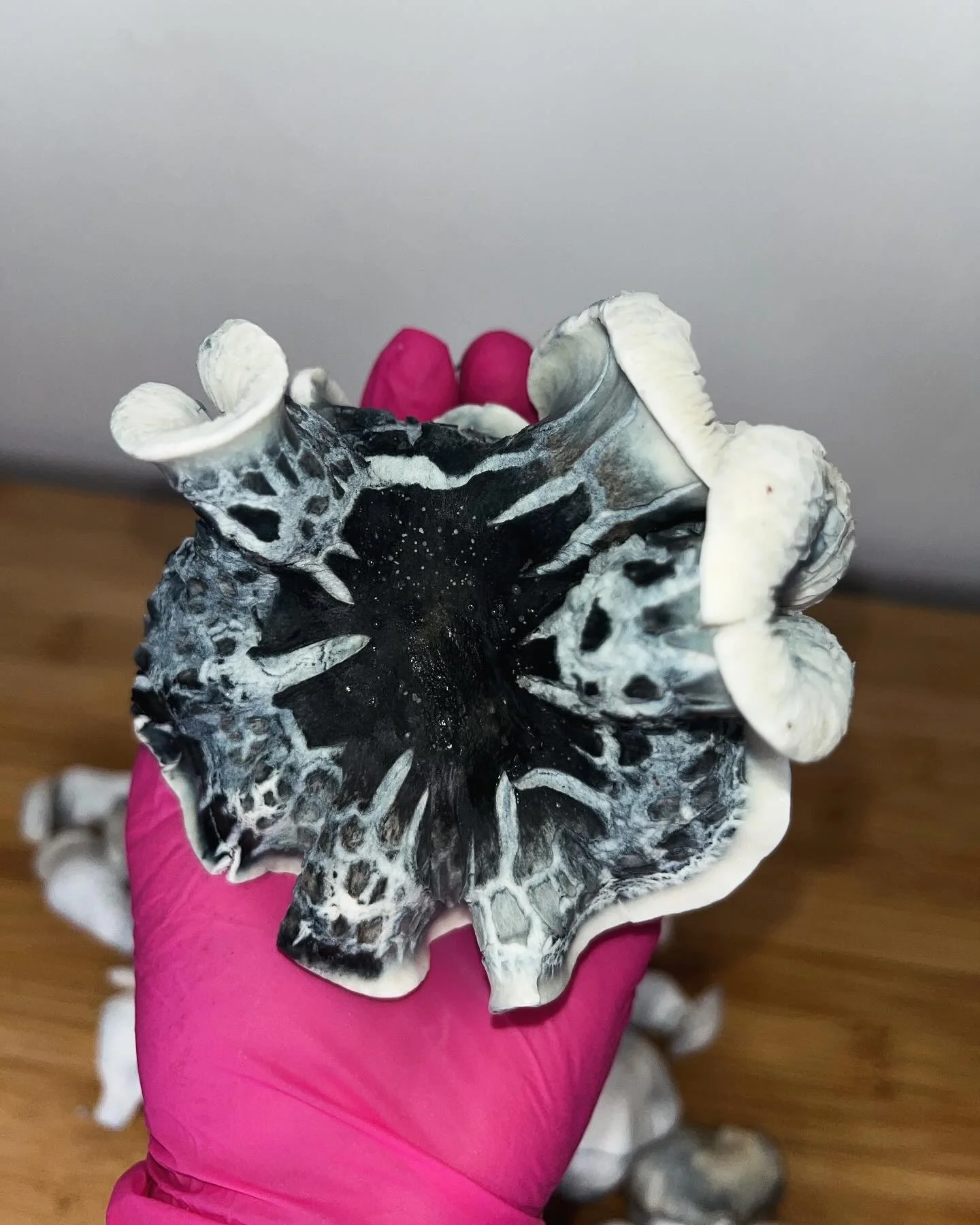 Starry Night is a striking Psilocybe cubensis variety prized for its deep blue bruising and bright white caps that resemble a star-filled night sky. Believed to have descended from Albino Penis Envy (APE) genetics, it has become a favorite among myco