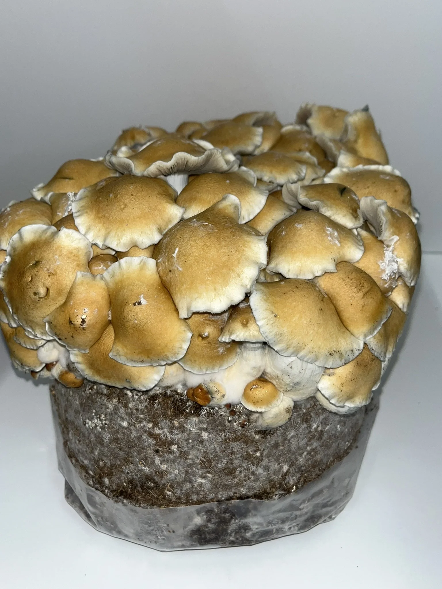 

Golden Teacher is one of the most well-known Psilocybe cubensis varieties, recognized for its golden caps and dependable growth. Its enduring popularity has made it a staple in mycology and mushroom cultivation communities for decades.