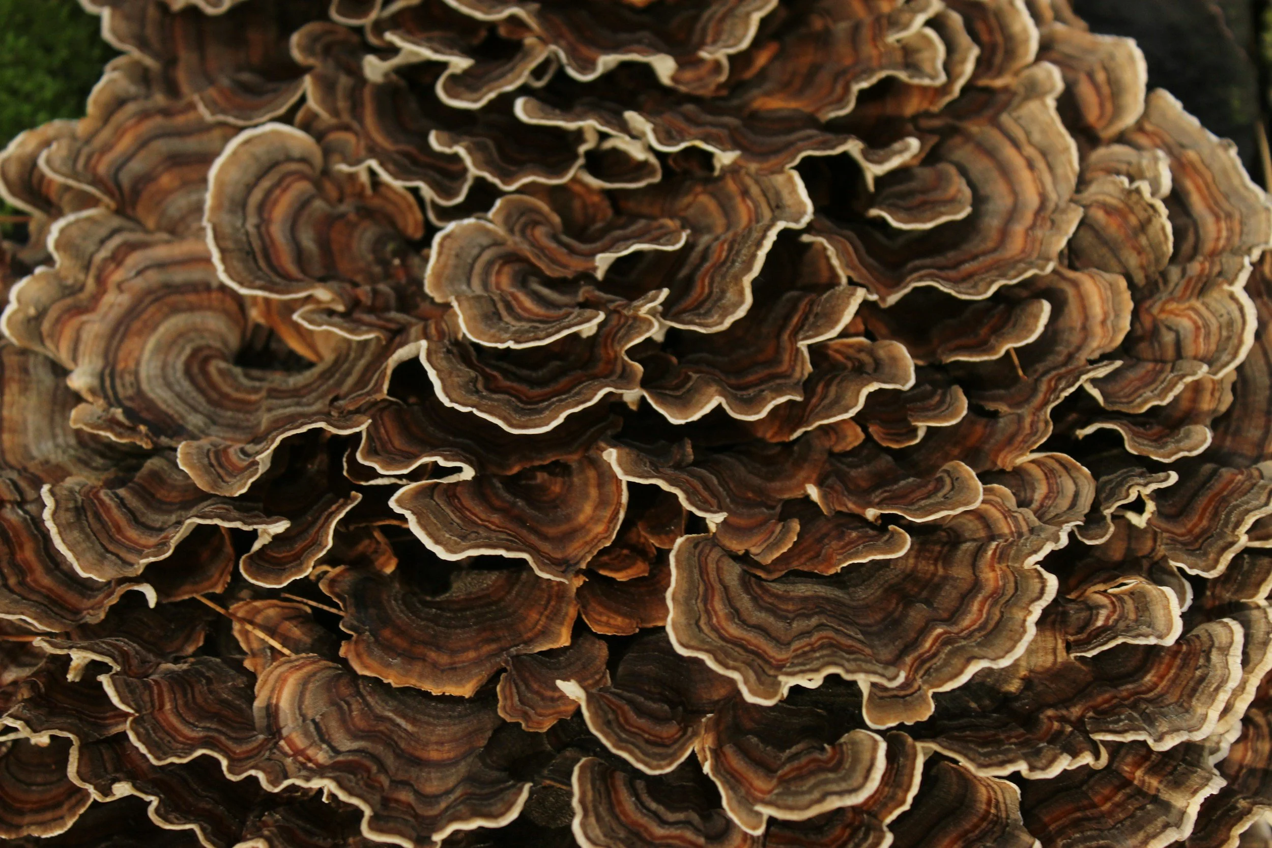 Turkey Tail mushroom (Trametes versicolor) is a colorful, fan-shaped fungus that grows on decaying wood and resembles the layered feathers of a turkey’s tail. It’s widely used in traditional medicine and modern research, often consumed as tea, capsul