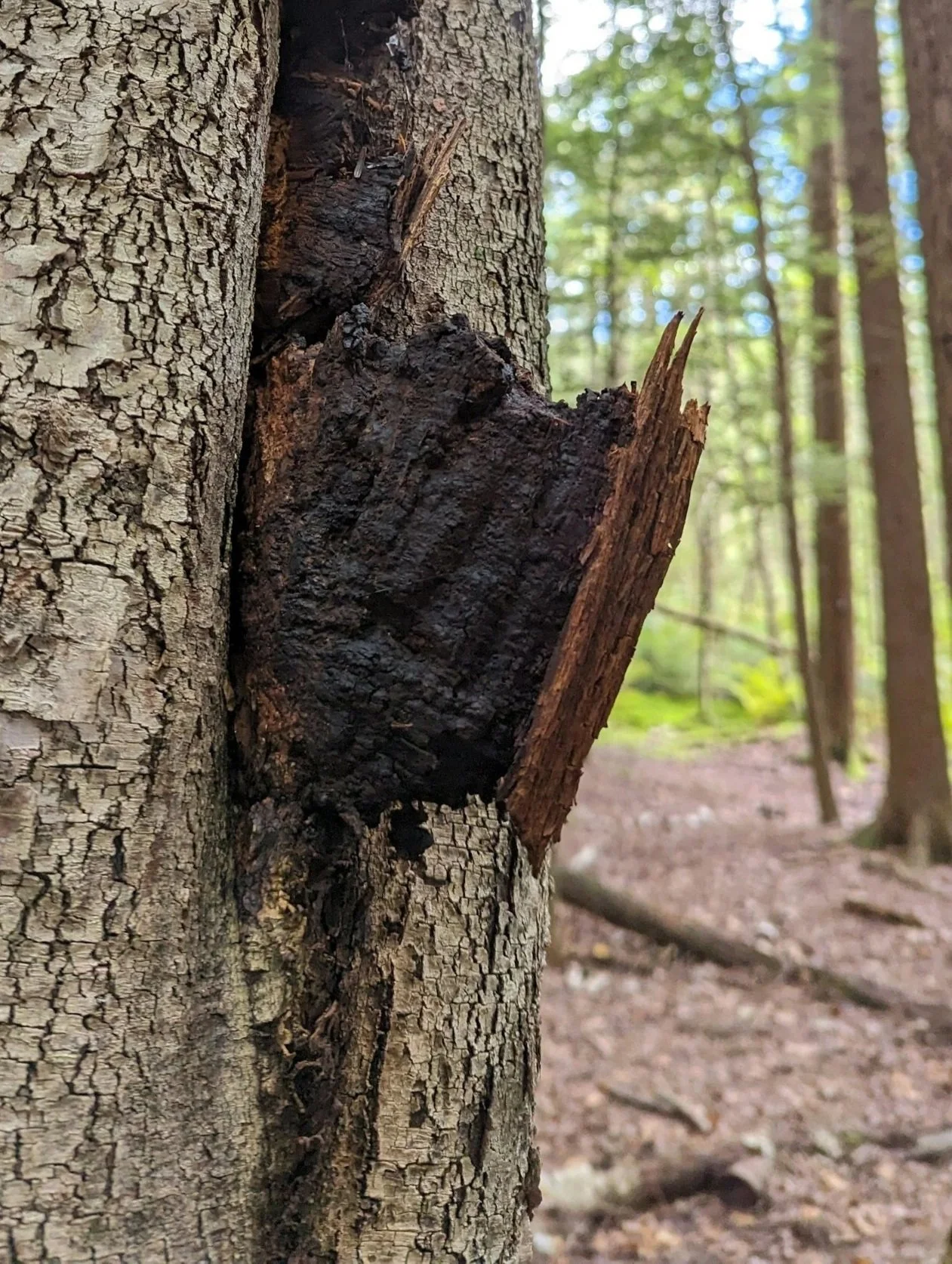 Chaga (Inonotus obliquus) is a dark, crusty fungus that grows on birch trees in cold climates. It’s been used in traditional medicine (especially in Russia and Northern Europe) and is typically consumed as a tea or extract rather than eaten whole.

P