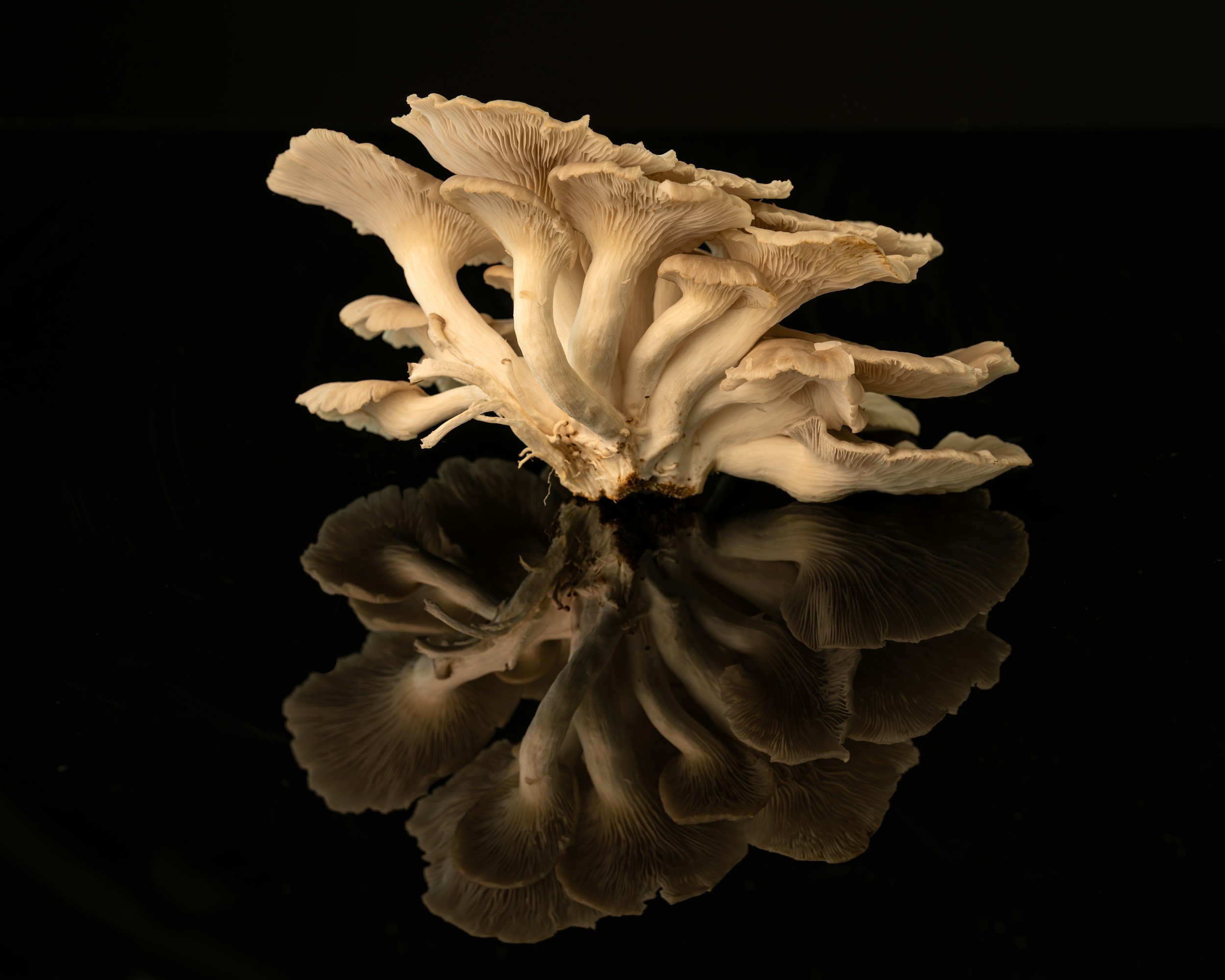 Maitake (Grifola frondosa) is a leafy, cluster-forming mushroom that grows at the base of trees, especially oaks. It’s both a culinary favorite and a well-known medicinal mushroom, used for centuries in traditional Japanese and Chinese practices.

Po