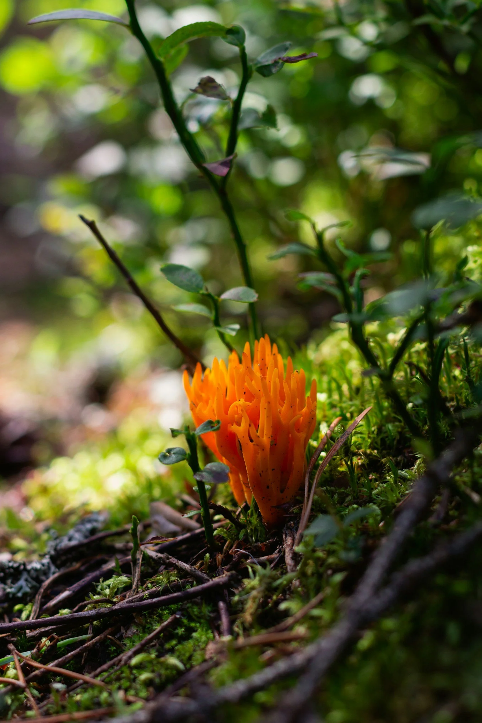 Medicinal cordyceps mushrooms growing among forest greenery, featured in Fae Bae Realm’s Meet the Medicinals mushroom guide.
