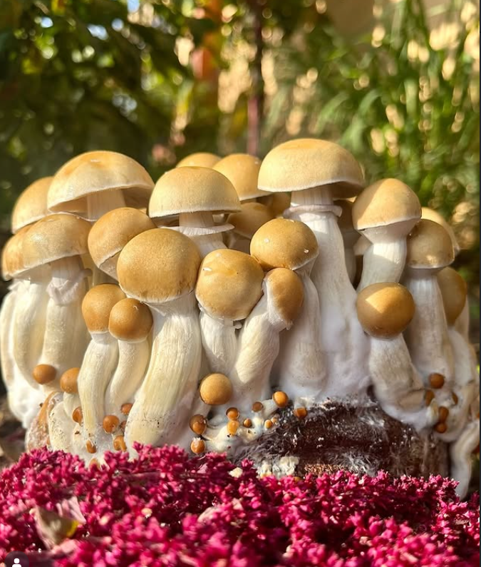 Cluster of magic mushrooms growing on a mossy tree trunk in a forest, featured in Fae Bae Realm’s Meet the Magic mushroom guide.
