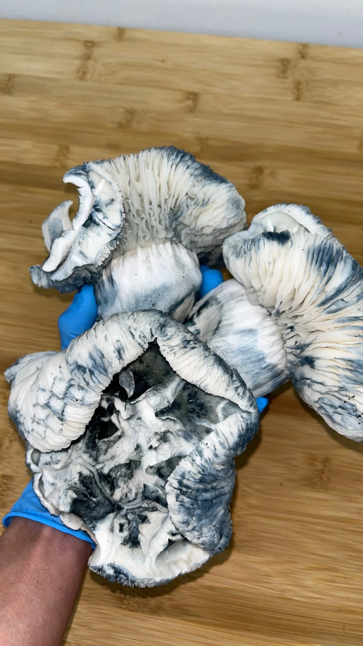 

Albino Malabar Coast (AMC) is a leucistic Psilocybe cubensis variety descended from the classic Malabar Coast lineage of India. Known for its bright white fruits, sturdy stems, and vivid blue bruising, AMC is appreciated by mycology enthusiasts for