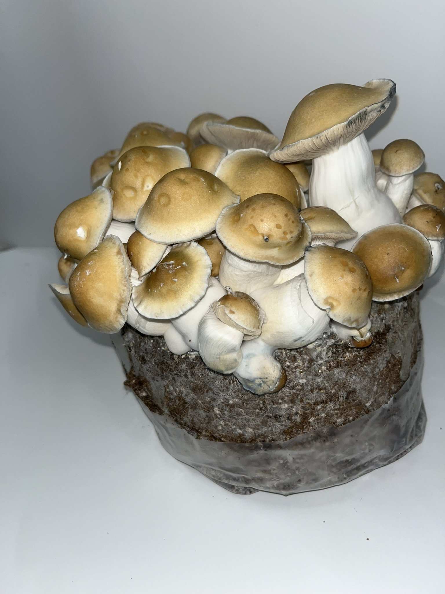 
Space Oddity PE is a modern Psilocybe cubensis variety developed from Penis Envy (PE) genetics. Known for its thick stems, distinctive caps, and pronounced blue bruising, it is appreciated by mycology enthusiasts for its unusual appearance and uniqu