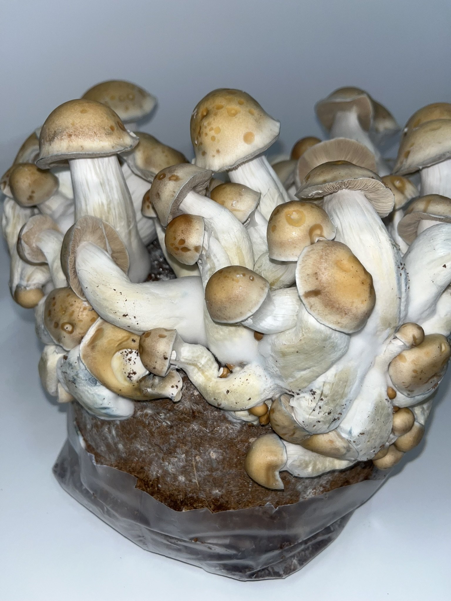 

Penis Envy (PE) is one of the most recognizable Psilocybe cubensis varieties, known for its thick stems, compact caps, and distinctive shape. Widely believed to have been stabilized from an unusual mutation, it remains a favorite among cultivators 