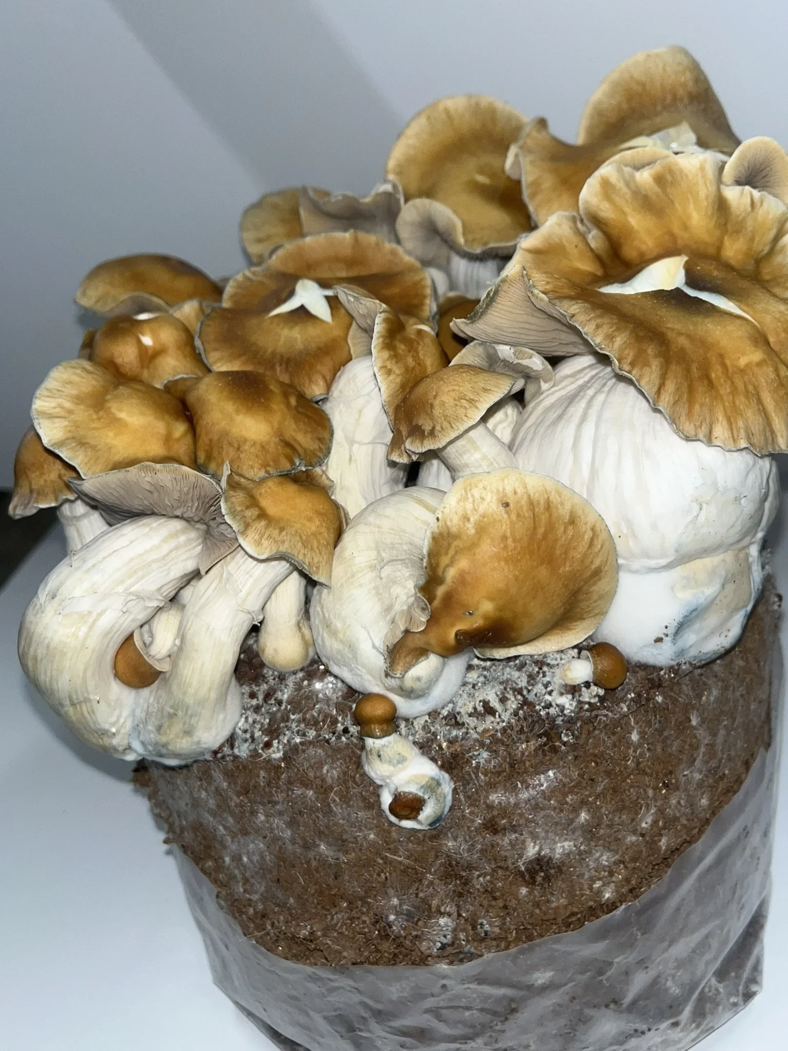 

Hillbilly is a vigorous Psilocybe cubensis variety believed to have originated in Arkansas. It's appreciated by cultivators for its robust growth, large fruits, and reliable performance under a variety of growing conditions.