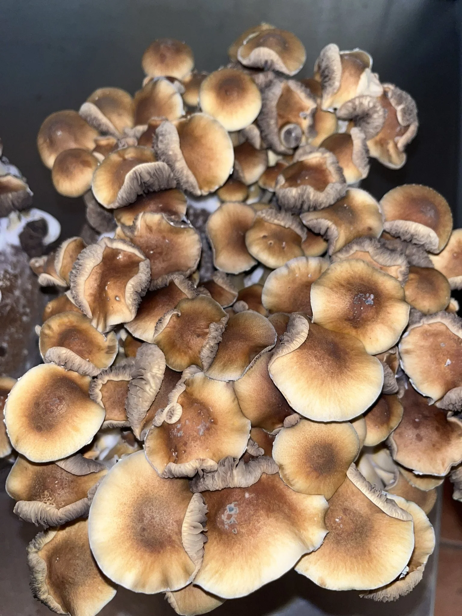 
Jedi Mind Fuck (JMF) is a popular Psilocybe cubensis variety known for producing large, impressive mushrooms and vigorous flushes. Despite its playful name, it has earned a reputation among cultivators for its strong growth and eye-catching fruits.