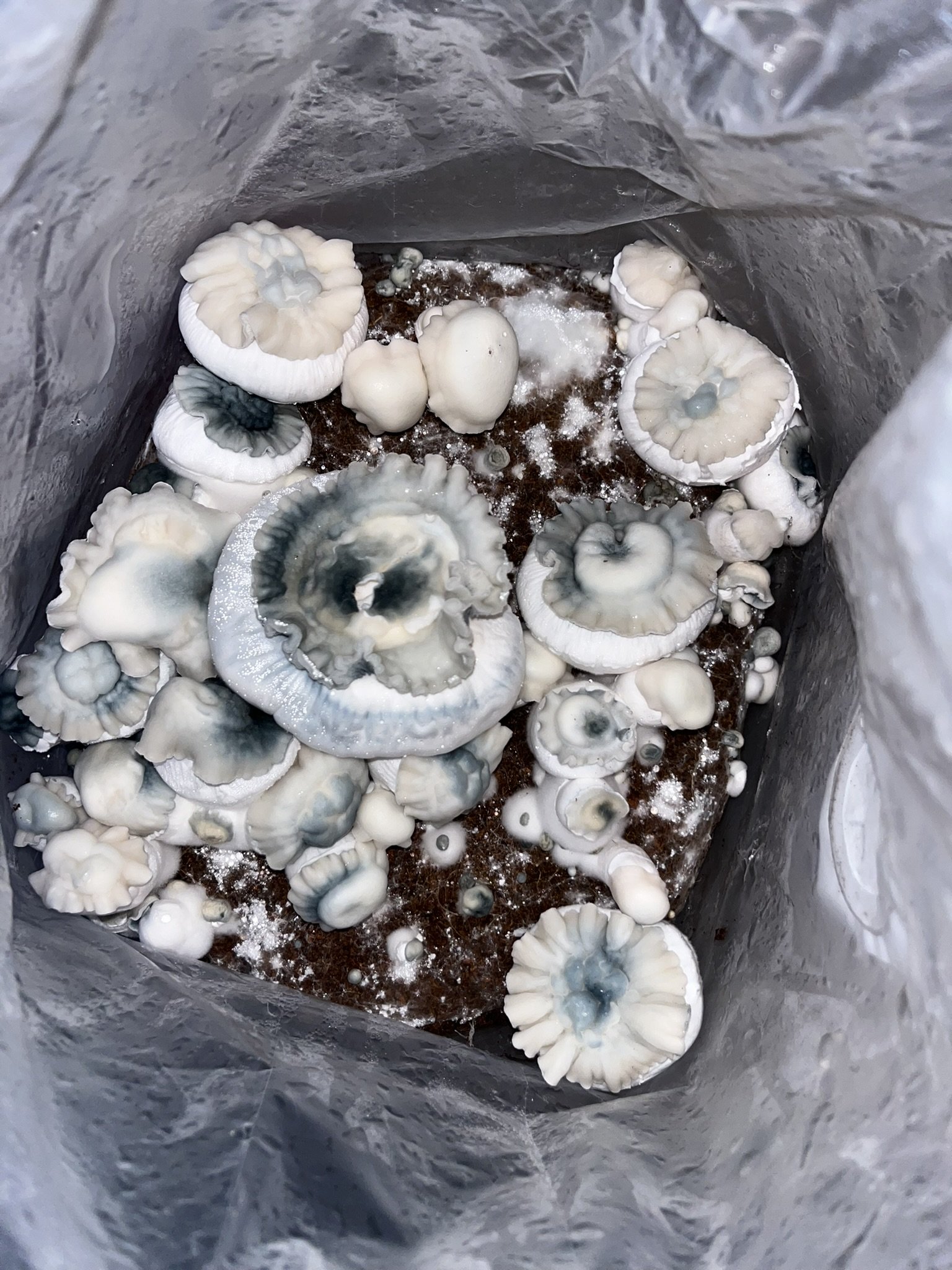 
Shakti is a distinctive Psilocybe cubensis variety known for its bright white fruits, thick stems, and striking blue bruising. Believed to have originated from Albino Malabar Coast genetics, it has become popular among mycology enthusiasts for its u