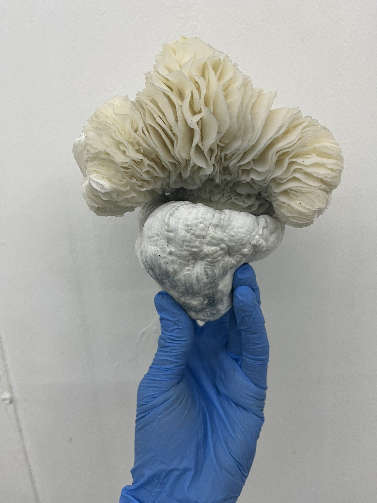
Albino Gem is a leucistic Psilocybe cubensis variety admired for its bright white fruits, thick stems, and vivid blue bruising. Valued by mycology enthusiasts for its clean appearance and vigorous growth, Albino Gem has become a sought-after modern 