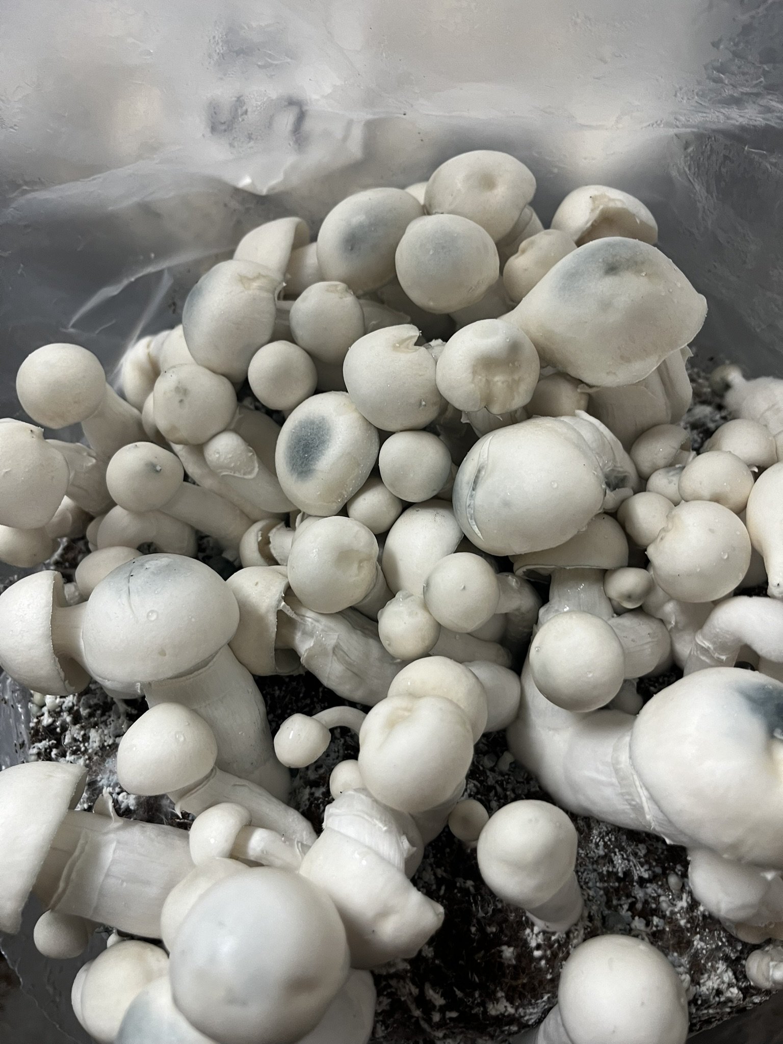 
True Albino Teacher (TAT) is a leucistic Psilocybe cubensis variety derived from Golden Teacher genetics. Recognized for its bright white fruits, pale caps, and striking blue bruising, TAT is prized by mycology enthusiasts for its elegant appearance