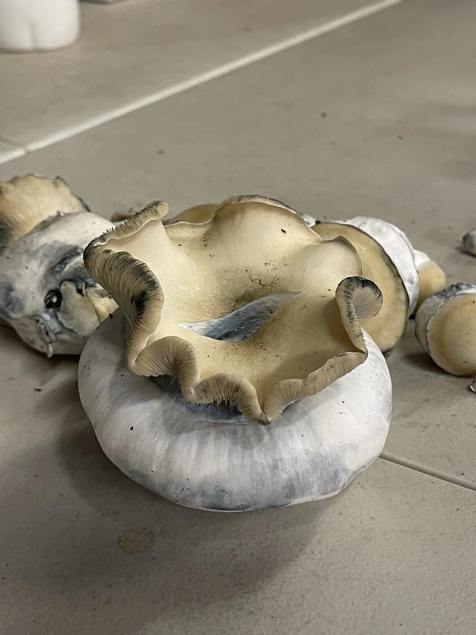 

Bluey Vuitton is a newer hybrid Psilocybe cubensis variety admired for its heavy blue bruising and thick, robust fruits. Its unique genetics and striking appearance have quickly made it a favorite among collectors and experienced cultivators.