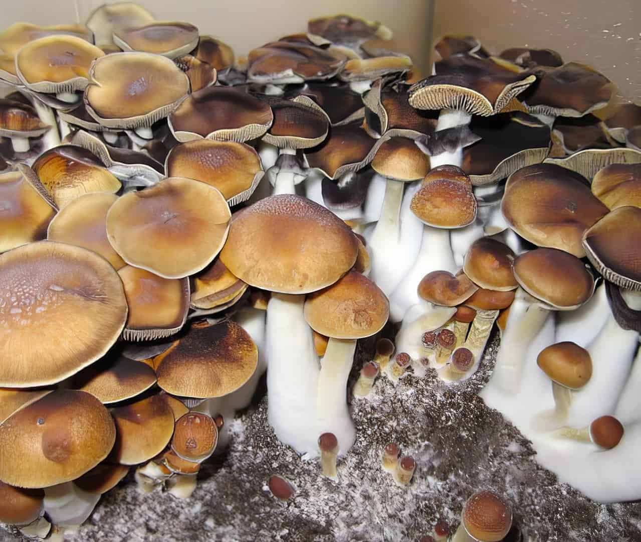 
Steel Magnolia is a modern Psilocybe cubensis hybrid developed by combining select genetics to produce vigorous growth and distinctive fruiting characteristics. It has become increasingly popular among mushroom cultivators for its unique lineage and