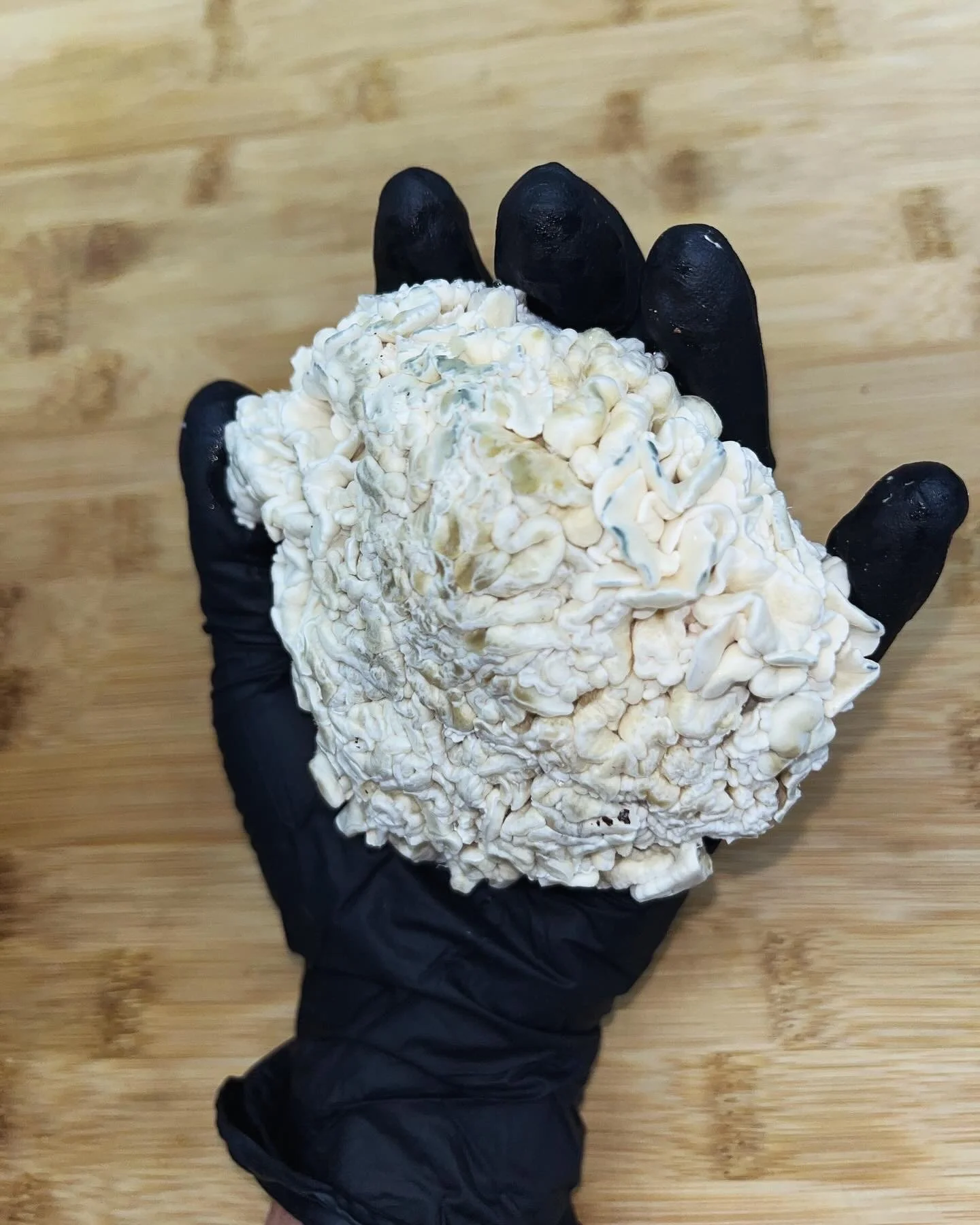 Enigma is a rare Psilocybe cubensis mutation that doesn't produce traditional mushroom caps or stems. Instead, it forms dense, brain-like clusters and is highly sought after by mycology enthusiasts for its unusual appearance and cultivation challenge