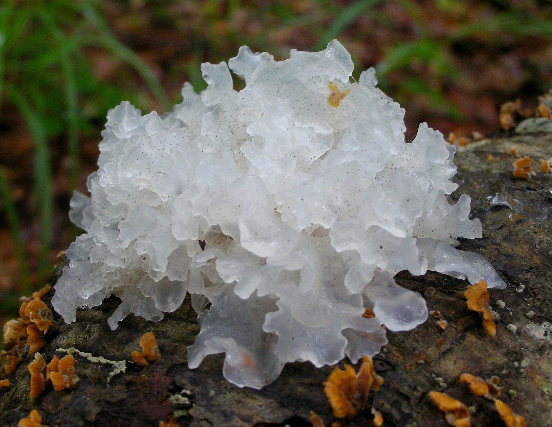Tremella mushroom (Tremella fuciformis), also known as snow mushroom, is a jelly-like, translucent fungus commonly used in Asian cuisine and traditional medicine. It has a mild taste and is especially valued for its hydrating and skin-supporting prop