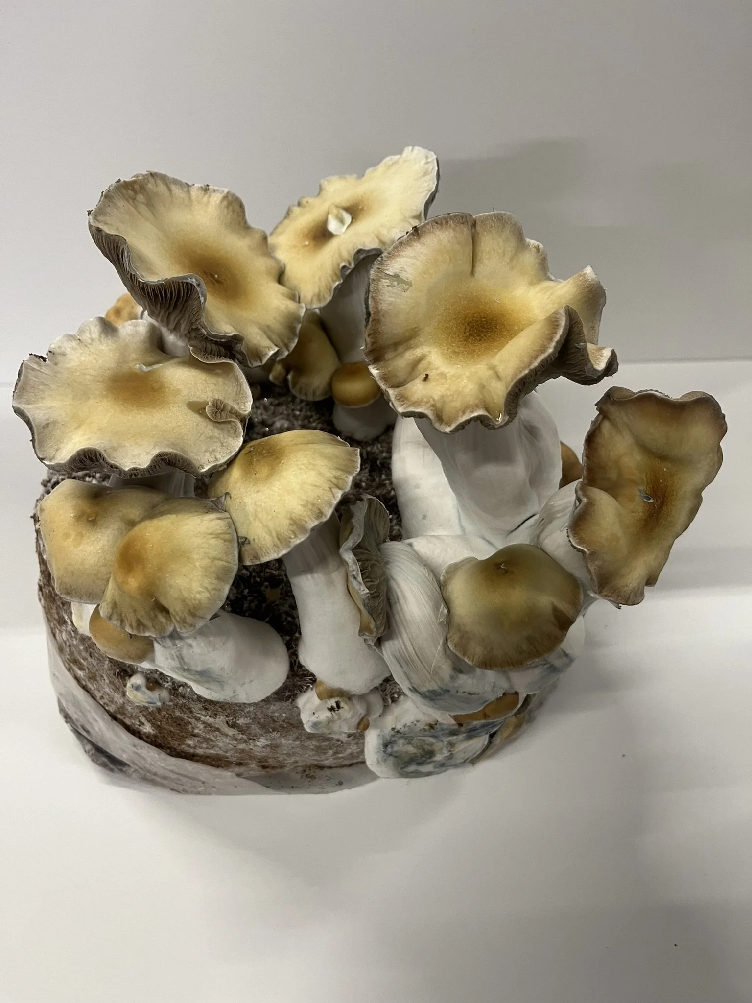 
Mellow Yellow is a lesser-known Psilocybe cubensis variety valued for its bright golden coloration and healthy growth. While its exact origins are not well documented, it has gained interest among collectors for its distinctive appearance.