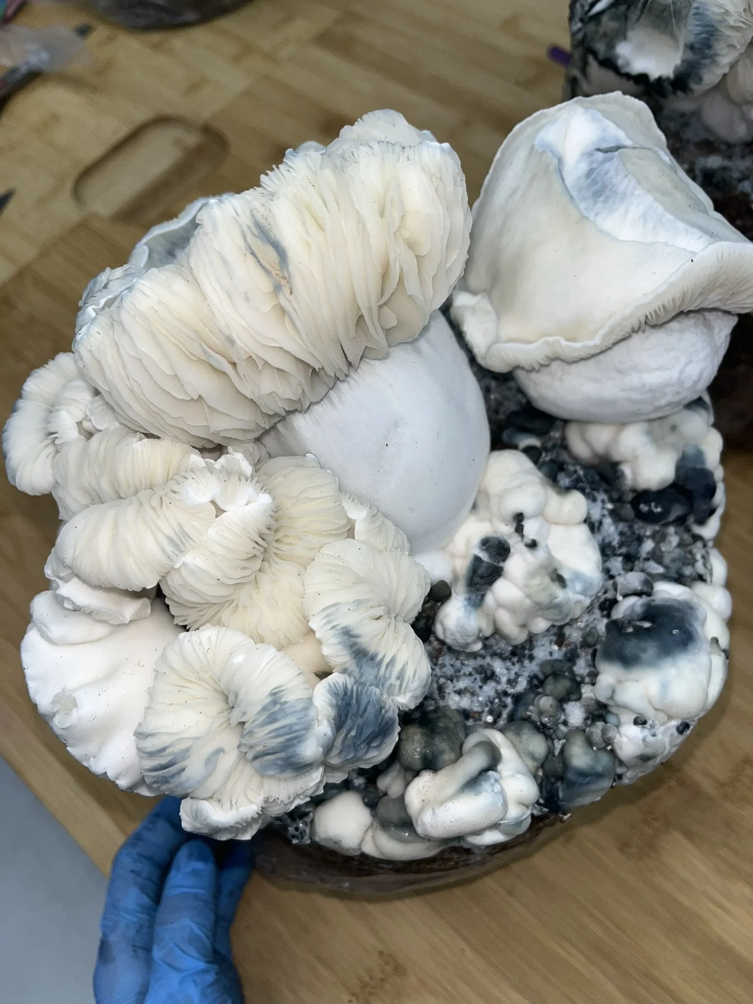 

Albino Tidal Wave (ATW) is a striking Psilocybe cubensis hybrid that combines the genetics of Albino Penis Envy (APE) and Tidal Wave. Known for its ghostly white fruits, thick stems, and vivid blue bruising, ATW has become a favorite among mycology