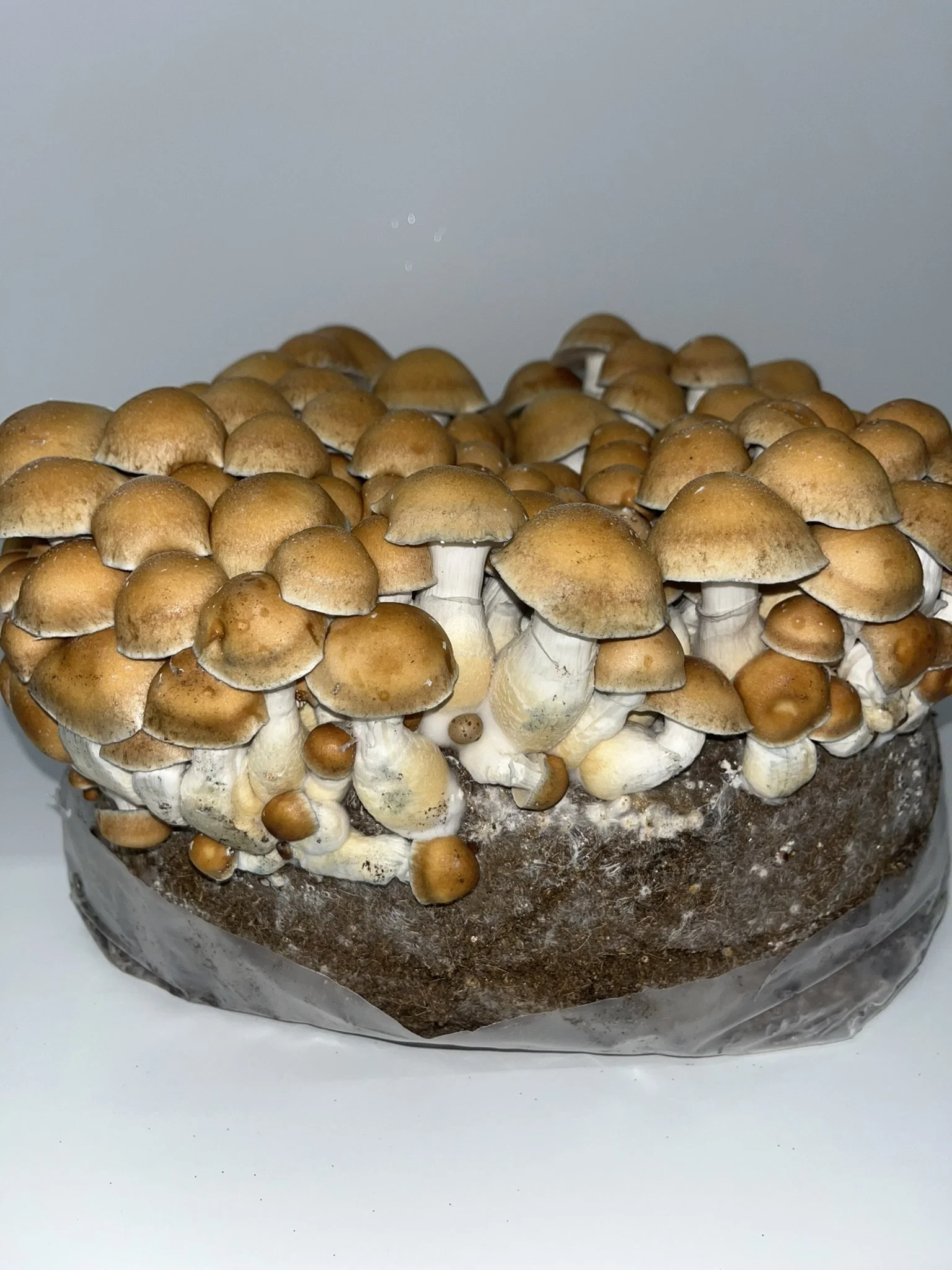 

B+ is one of the most widely cultivated Psilocybe cubensis varieties, known for its large, caramel-colored caps and vigorous growth. Celebrated for its adaptability and reliable fruiting, B+ has been a favorite among mycology enthusiasts for decade