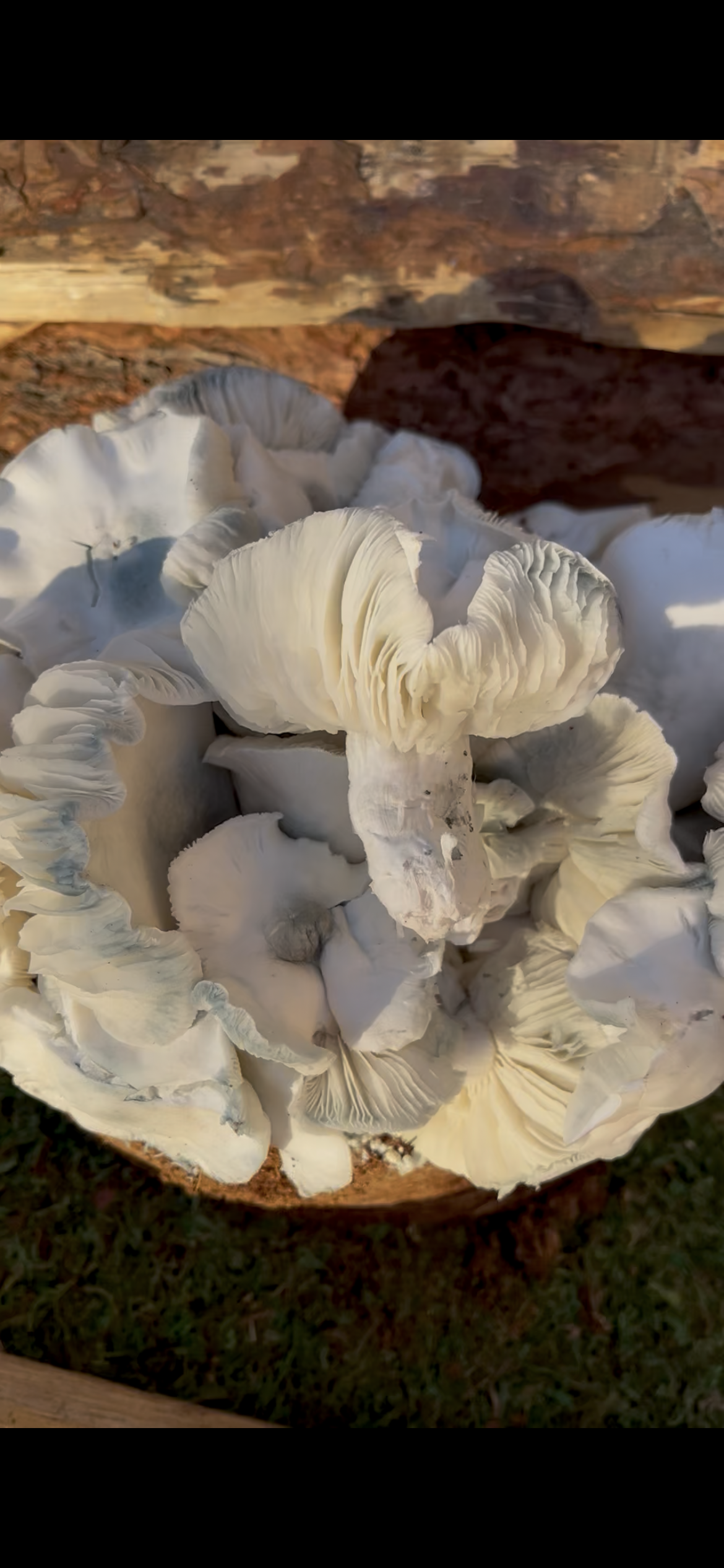  Avery Albino  is a striking Psilocybe cubensis variety known for its bright white fruiting bodies, pale caps, and translucent spores. Commonly associated with Cambodian genetics, this true albino variety has become a favorite among mushroom enthusia