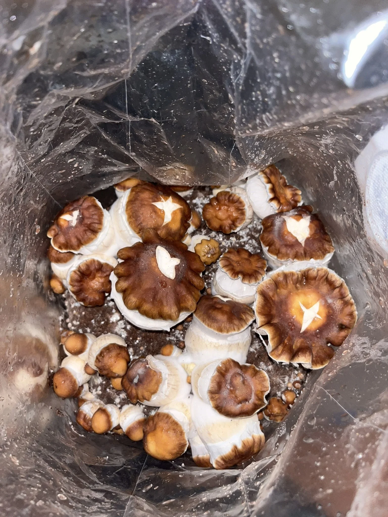 
Hillbilly Pumpkin is a distinctive Psilocybe cubensis variety known for its large, round, pumpkin-like caps and vigorous growth. Believed to be a unique expression of Hillbilly genetics, it is admired by mycology enthusiasts for its robust fruiting,