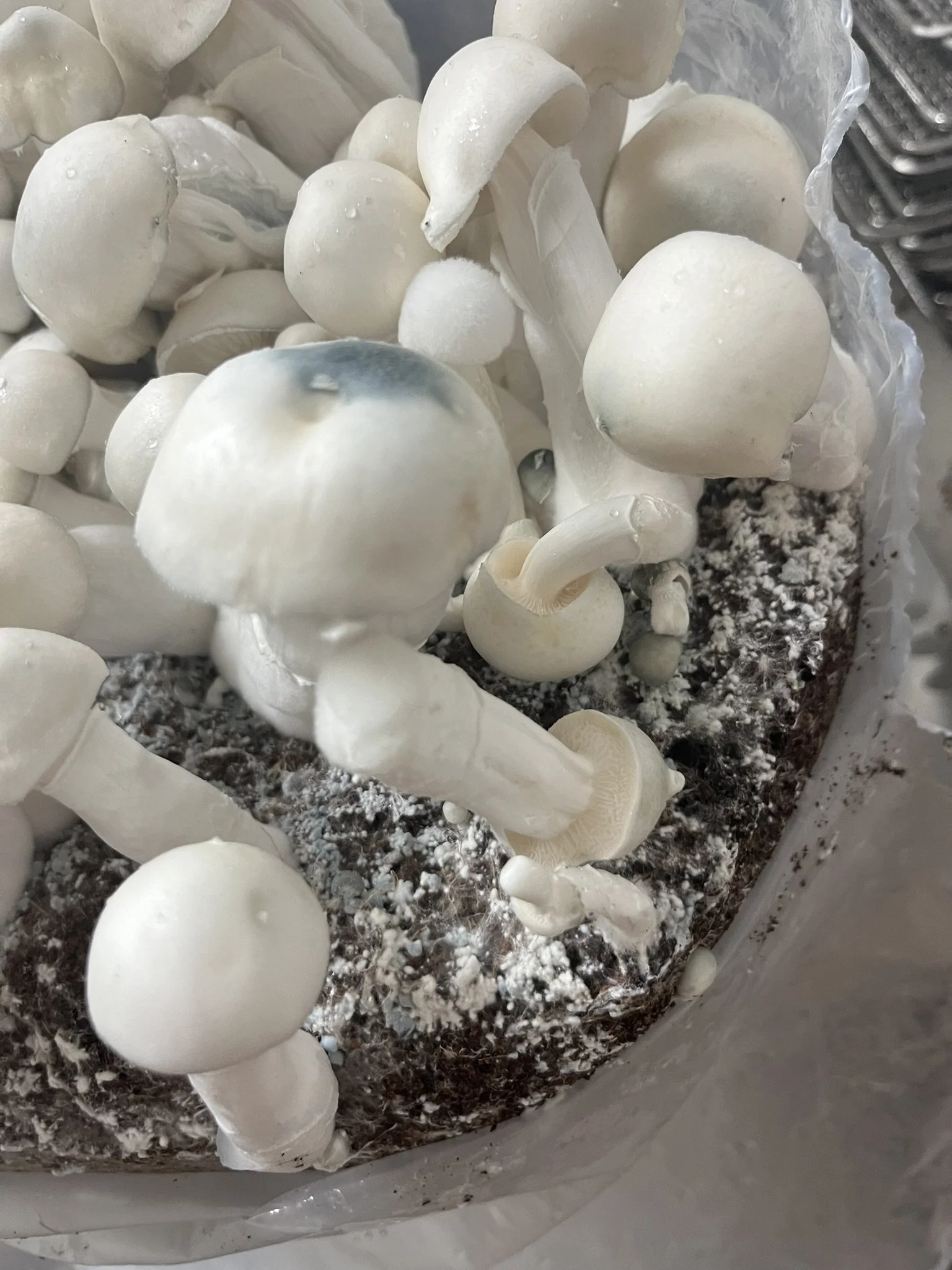 
Rusty Whyte (RW) is a unique Psilocybe cubensis variety recognized for its creamy white fruits and distinctive rust-colored spores—a rare combination among cultivated mushrooms. Believed to be the result of a cross between Albino A+ and Colombian Ru