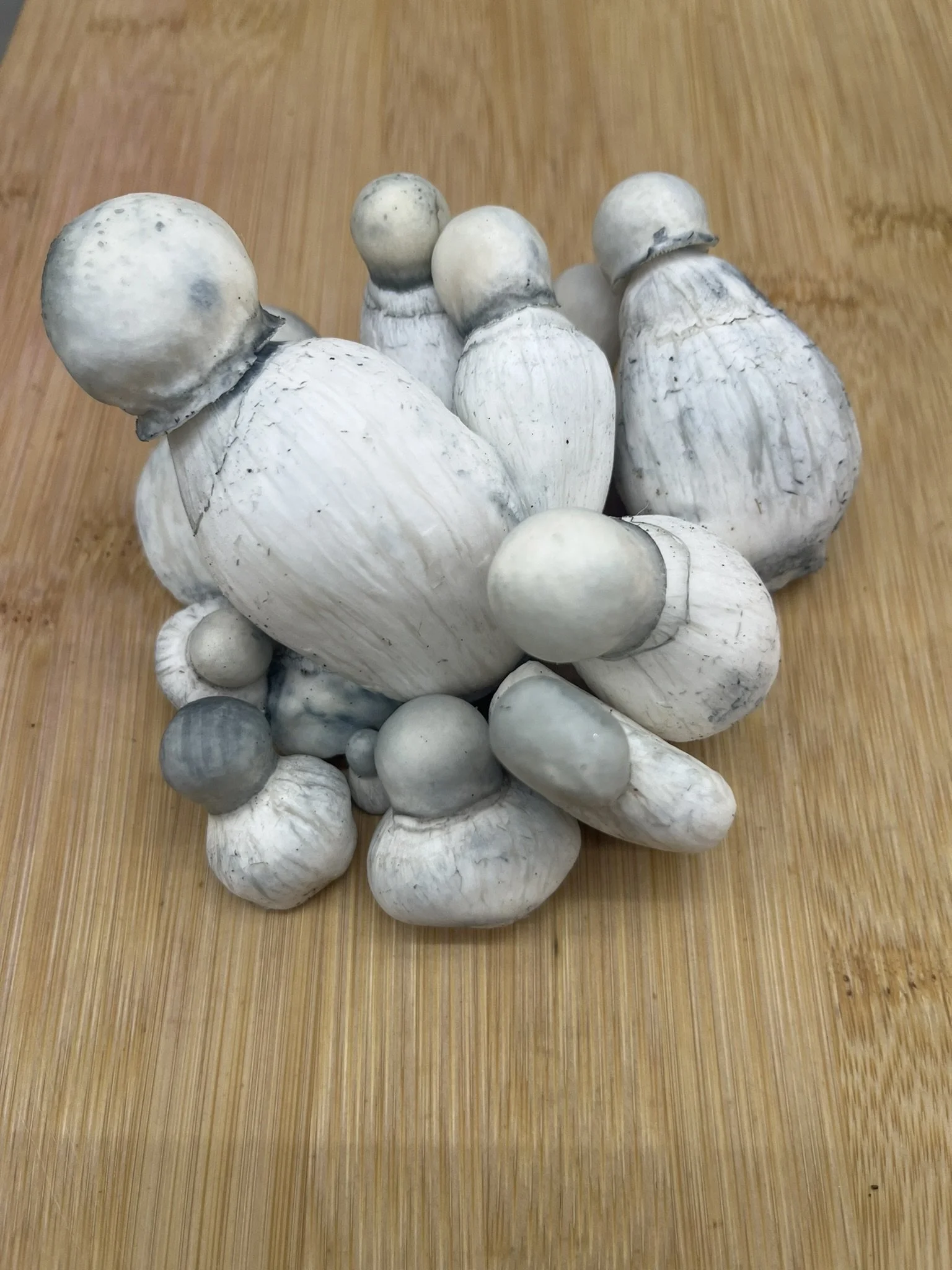 
Albino Penis Envy (APE) is a variety of Penis Envy known for its pale white fruits and vivid blue bruising. Its striking appearance and unique genetics have made it one of the most recognizable cultivated Psilocybe cubensis varieties.