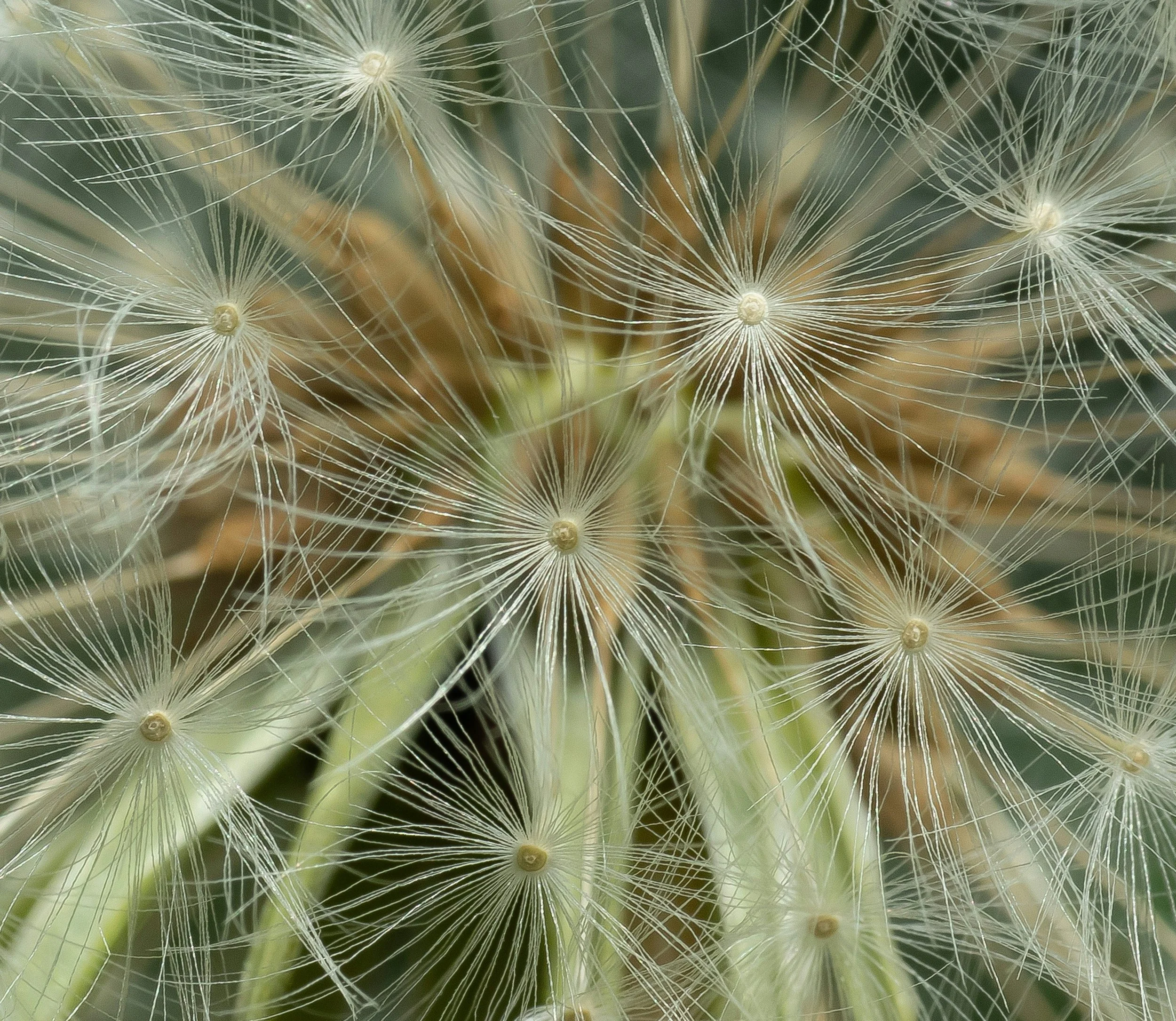 Close-up of a dandelion seed head with delicate, white, feathery seeds radiating from round centers.