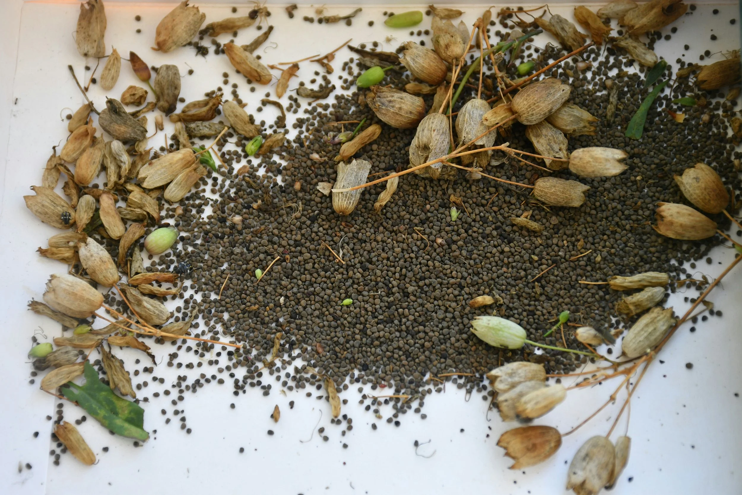 A collection of dried plant seeds, pods, and seedling sprouts scattered on a white surface, with some green leaves visible.