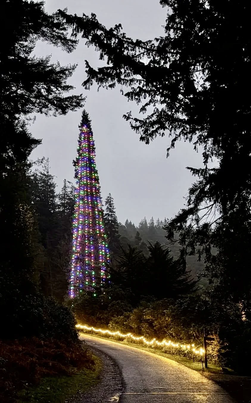 The world's tallest planted Christmas tree at Cragside, Northumberland.