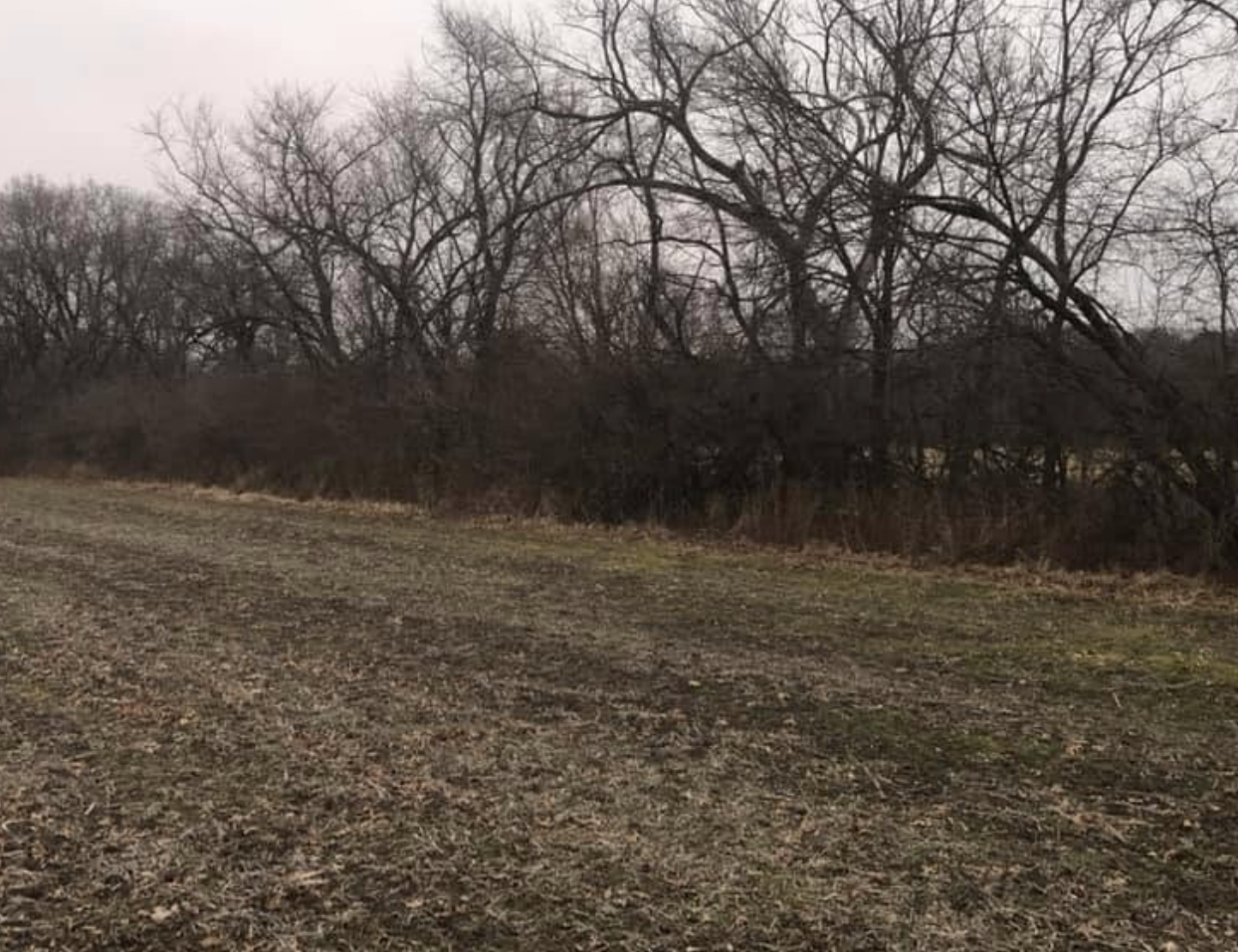 Forestry mulching and brush clearing project in Rochelle, IL.