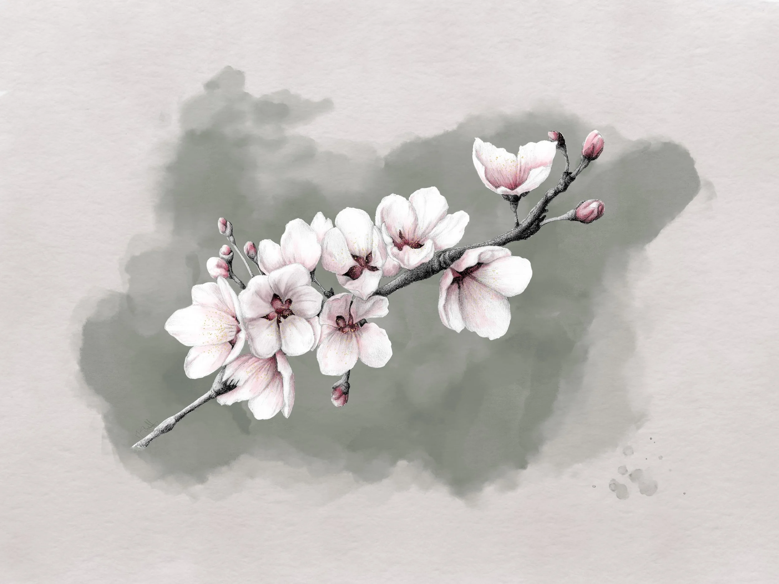 Magnolia In Bloom
