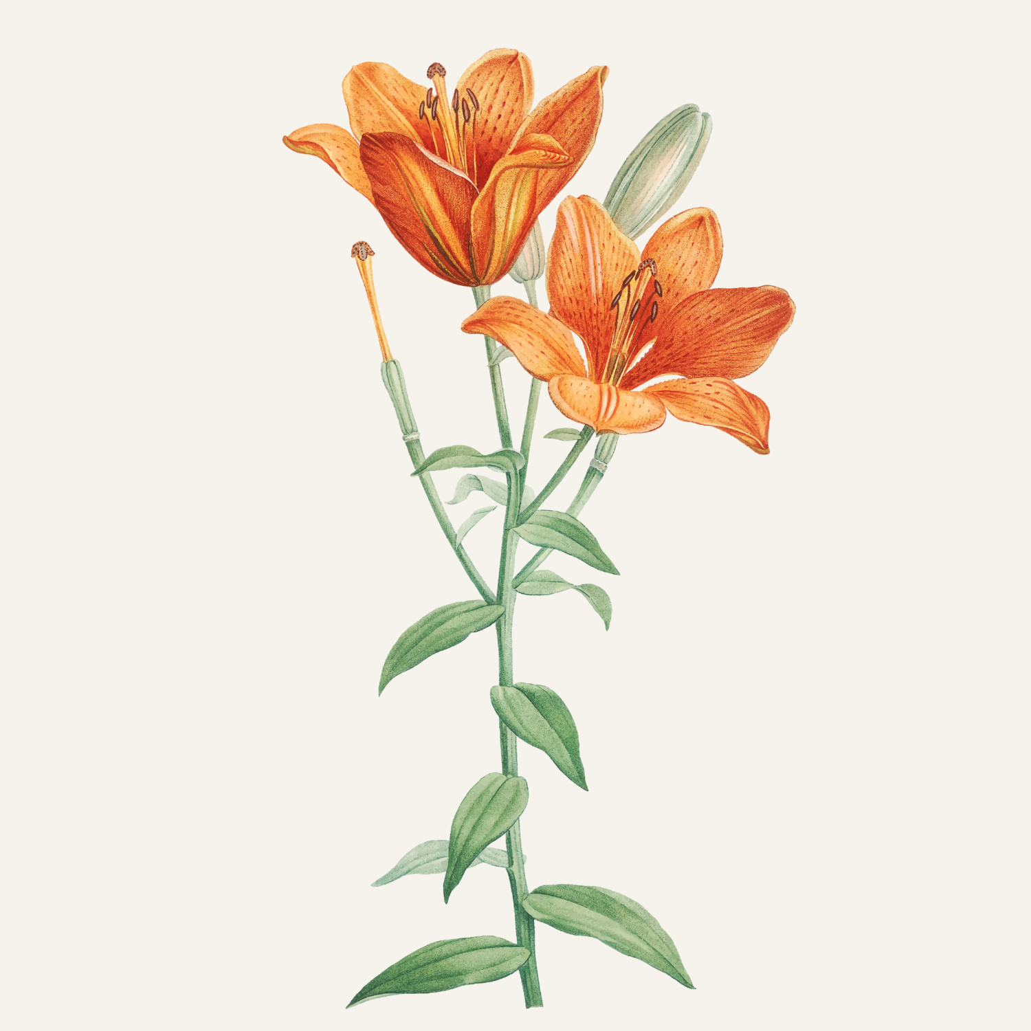 Flower Art (6).png