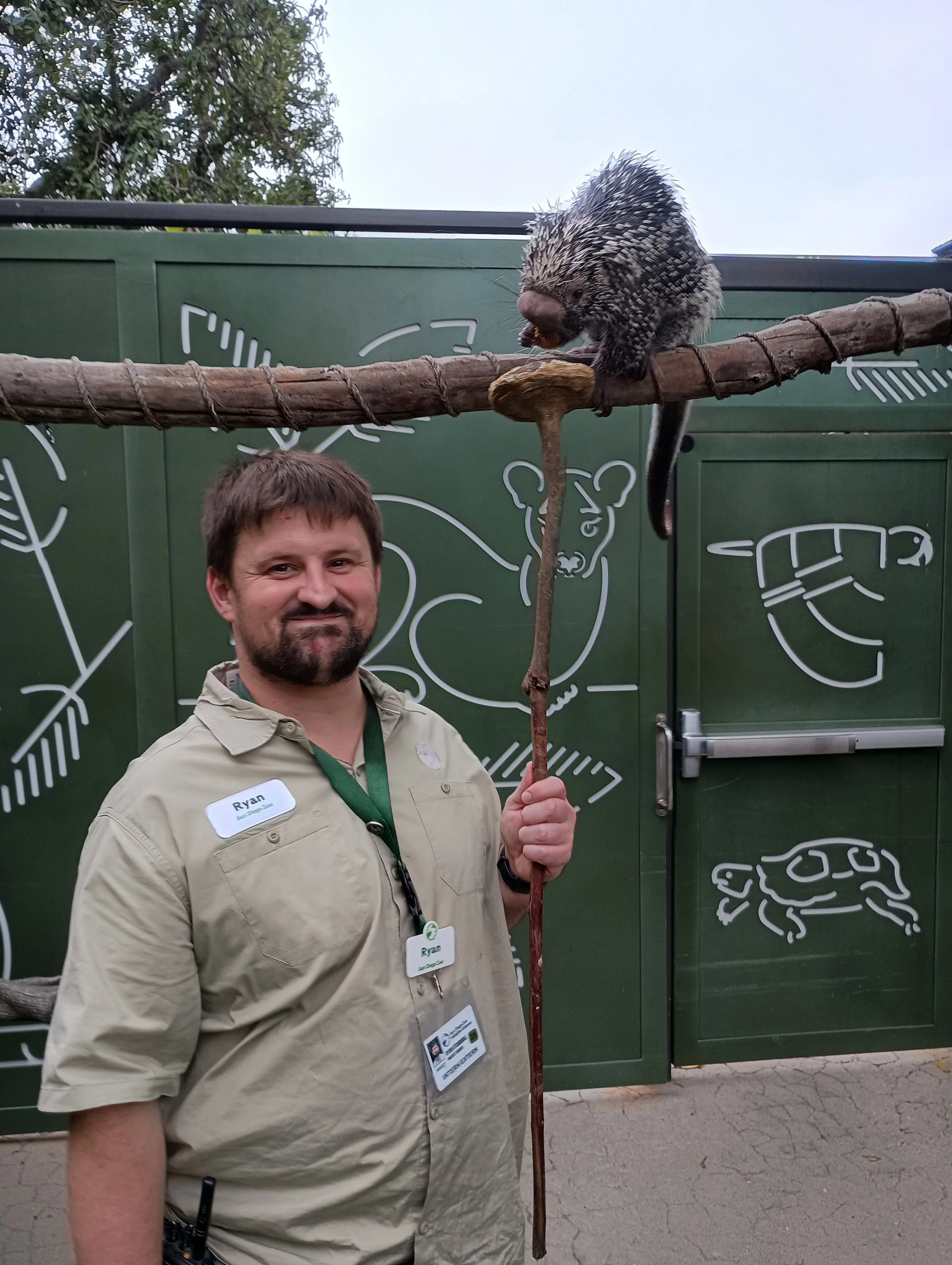 A person with a nametag named Ryan wearing a khaki shirt is holding a wooden stick with a porcupine on top of it. The porcupine appears to be eating something. The background features a green wall with white line art illustrations of animals and plants.