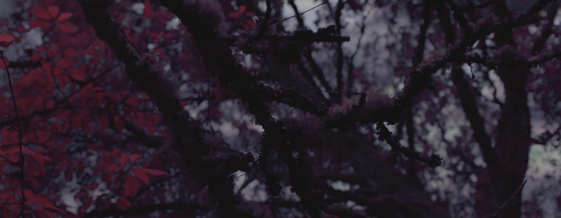 vlcsnap-2025-07-01-16h27m10s975.png