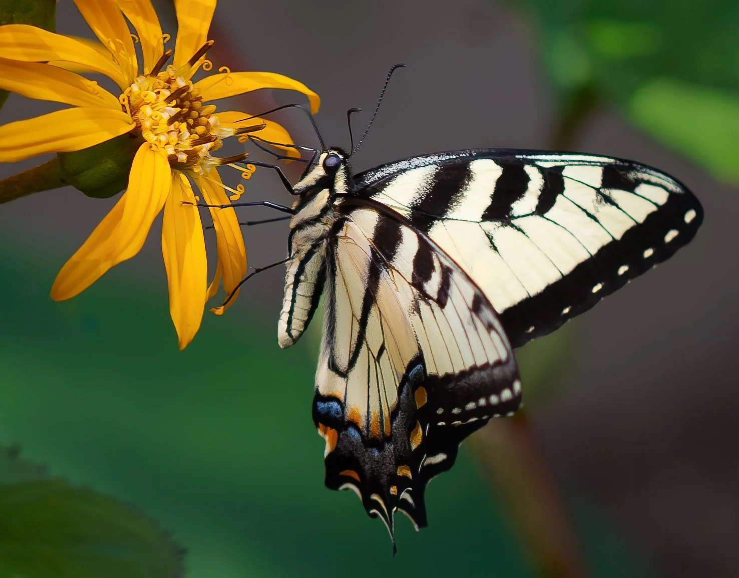 Digital Color Nature
  1st Place  
  Swallowtail  by  Roger Lange 